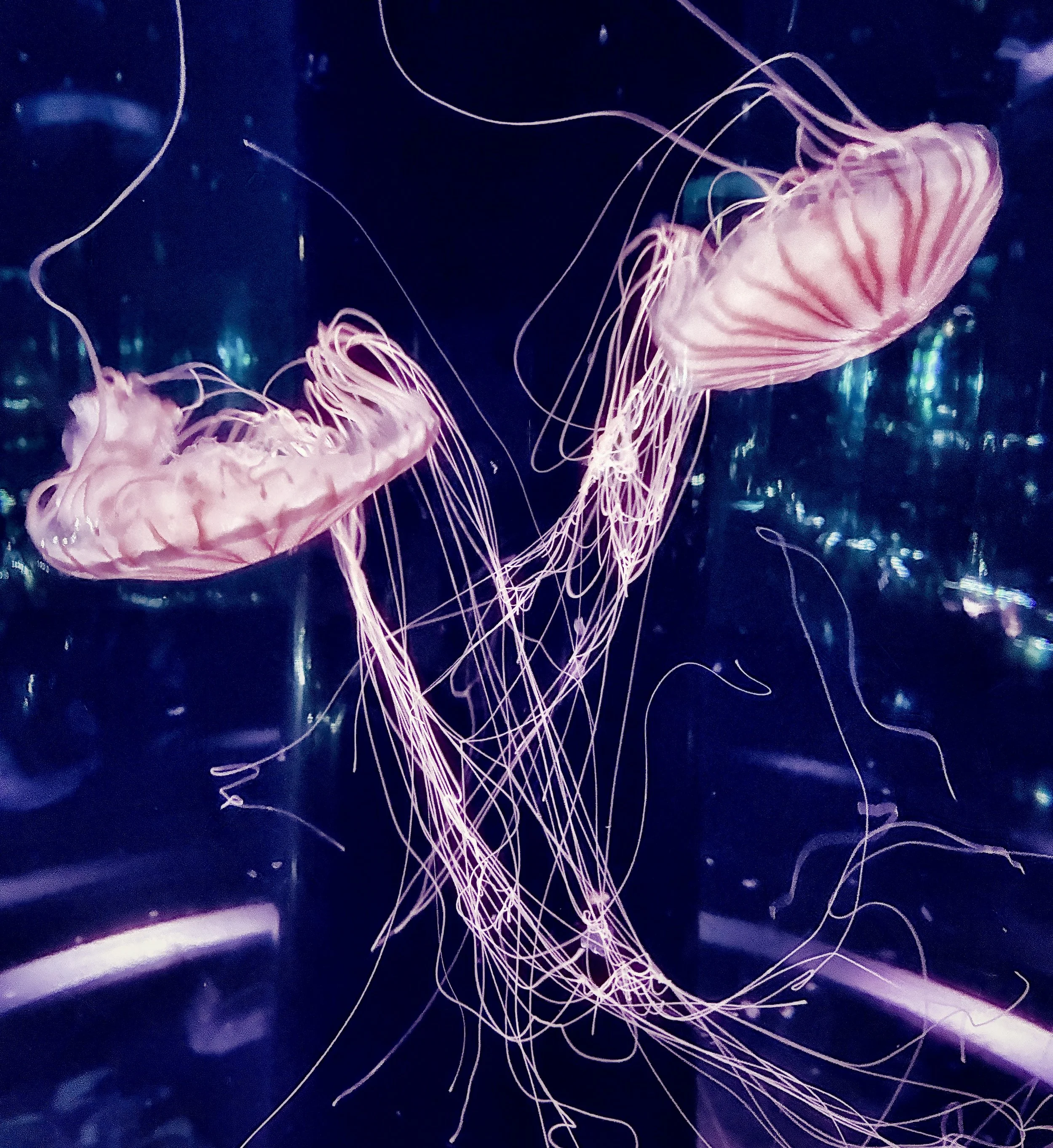 Pink jellyfish with long, flowing tentacles swimming in dark blue water.