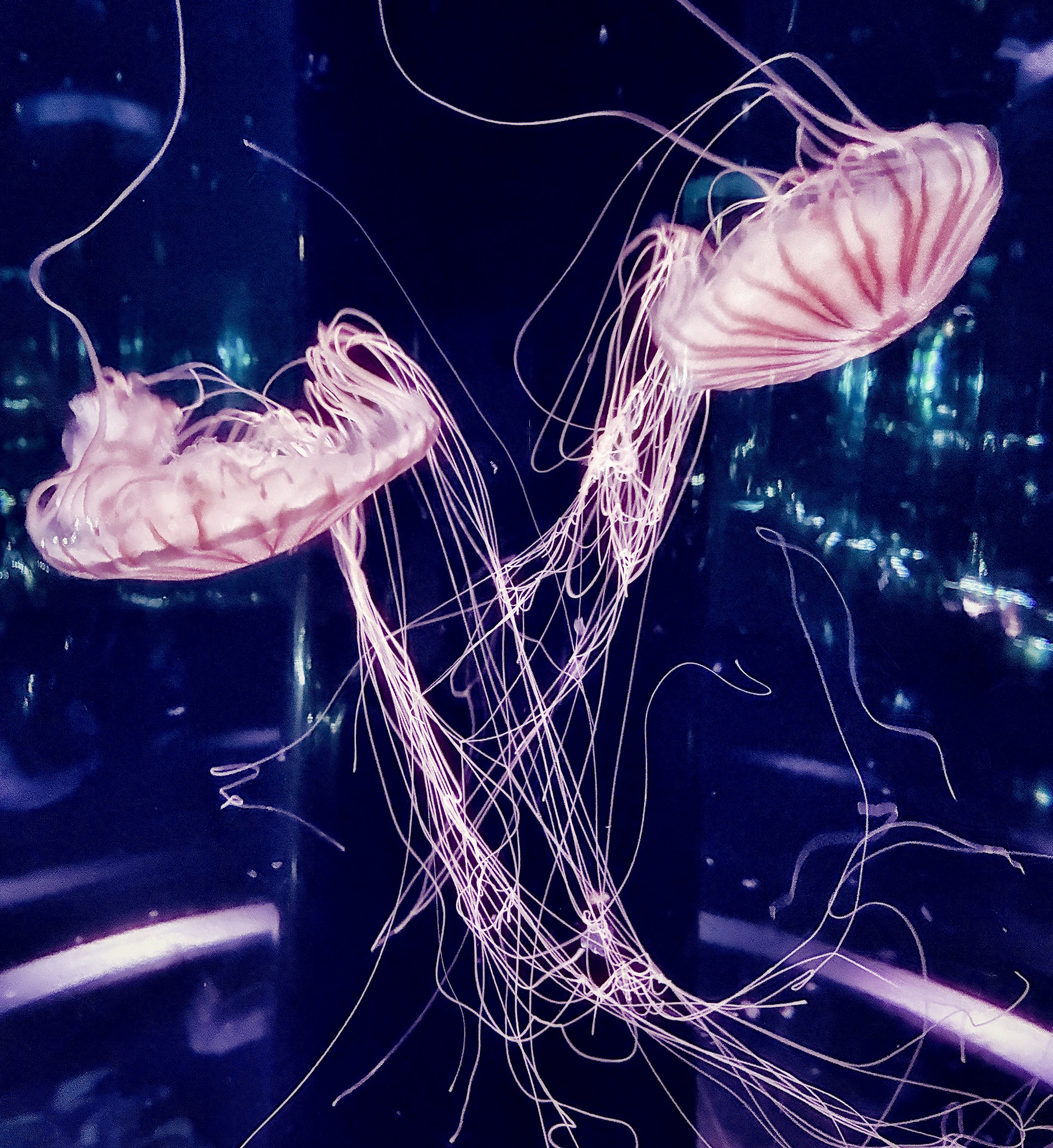 Jellyfish #2