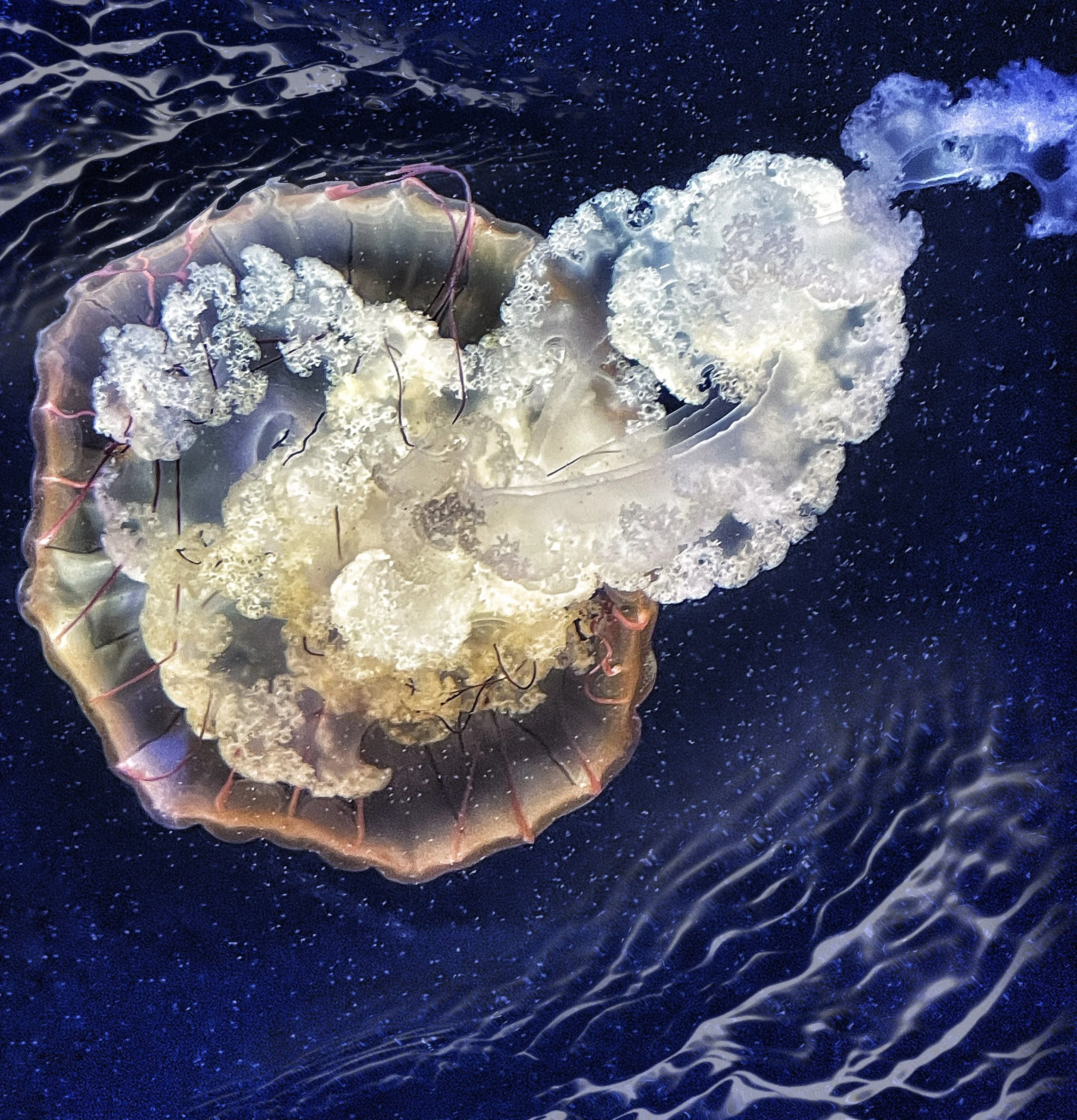 Jellyfish