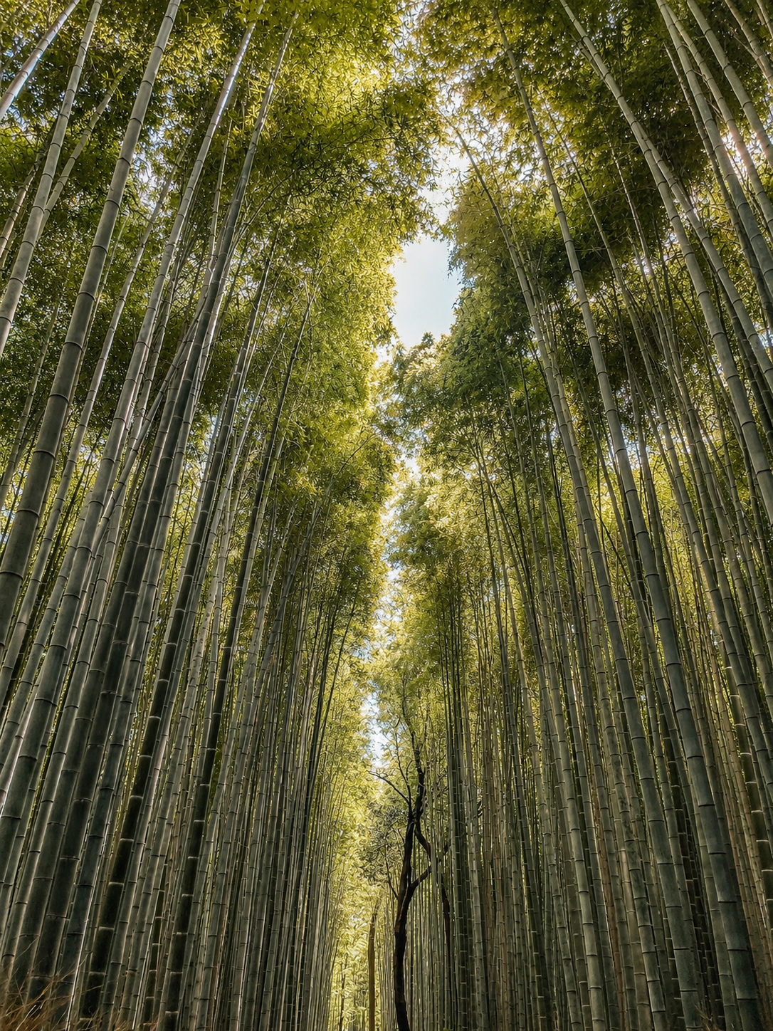 Bosque de bambú de Segano