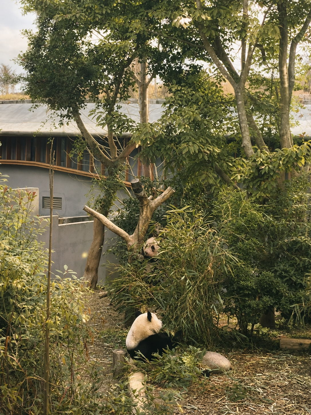 La maravillosa vida de simplemente ser panda