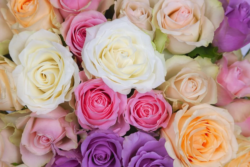 Roses on my garden