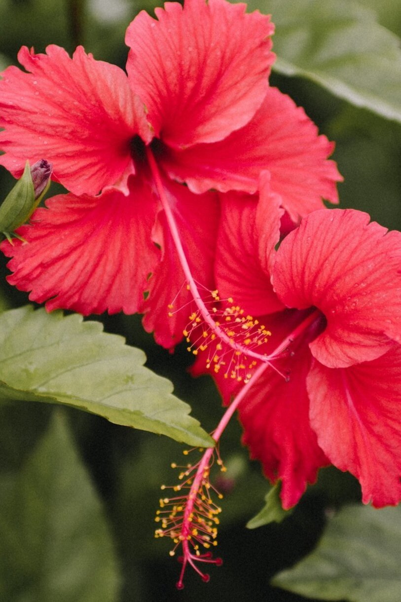 CPAG Policy Brief: Pacific Child Health