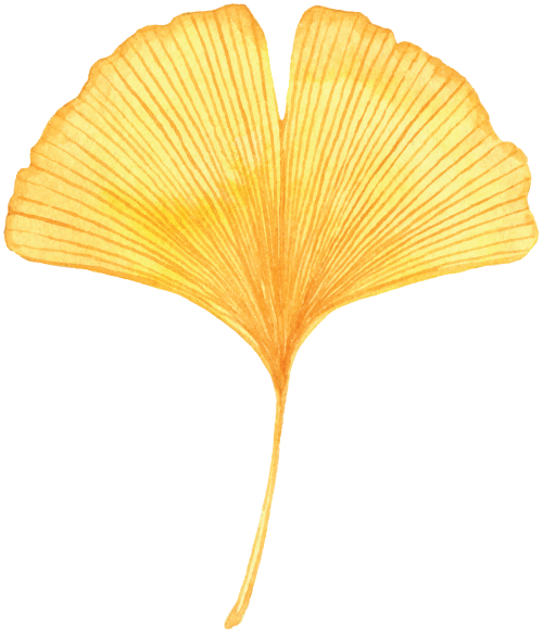 A dried, yellow ginkgo biloba leaf with radiating veins.