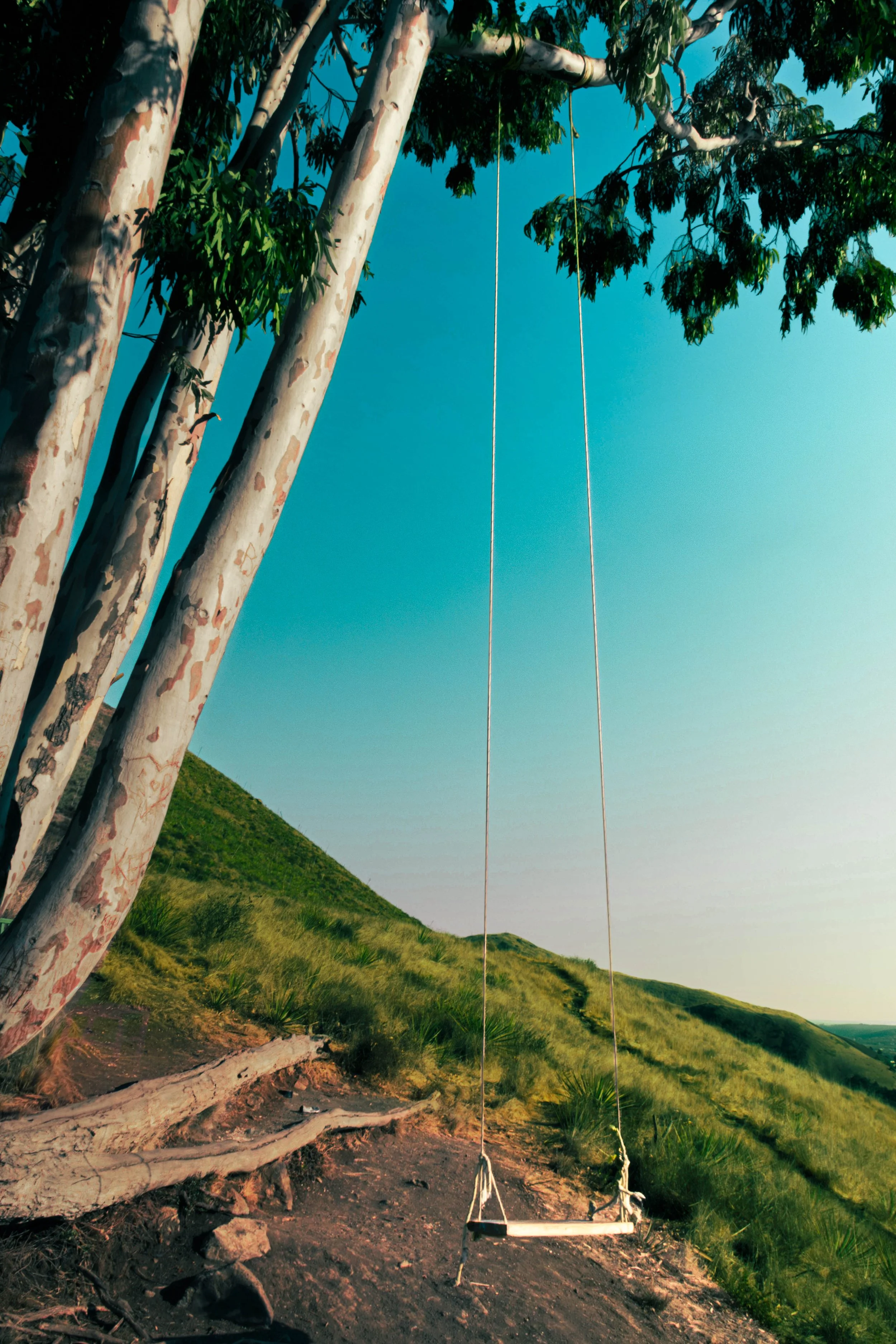 A tree with peeling bark next to a green hill, with a swing hanging from a branch and a clear blue sky in the background.