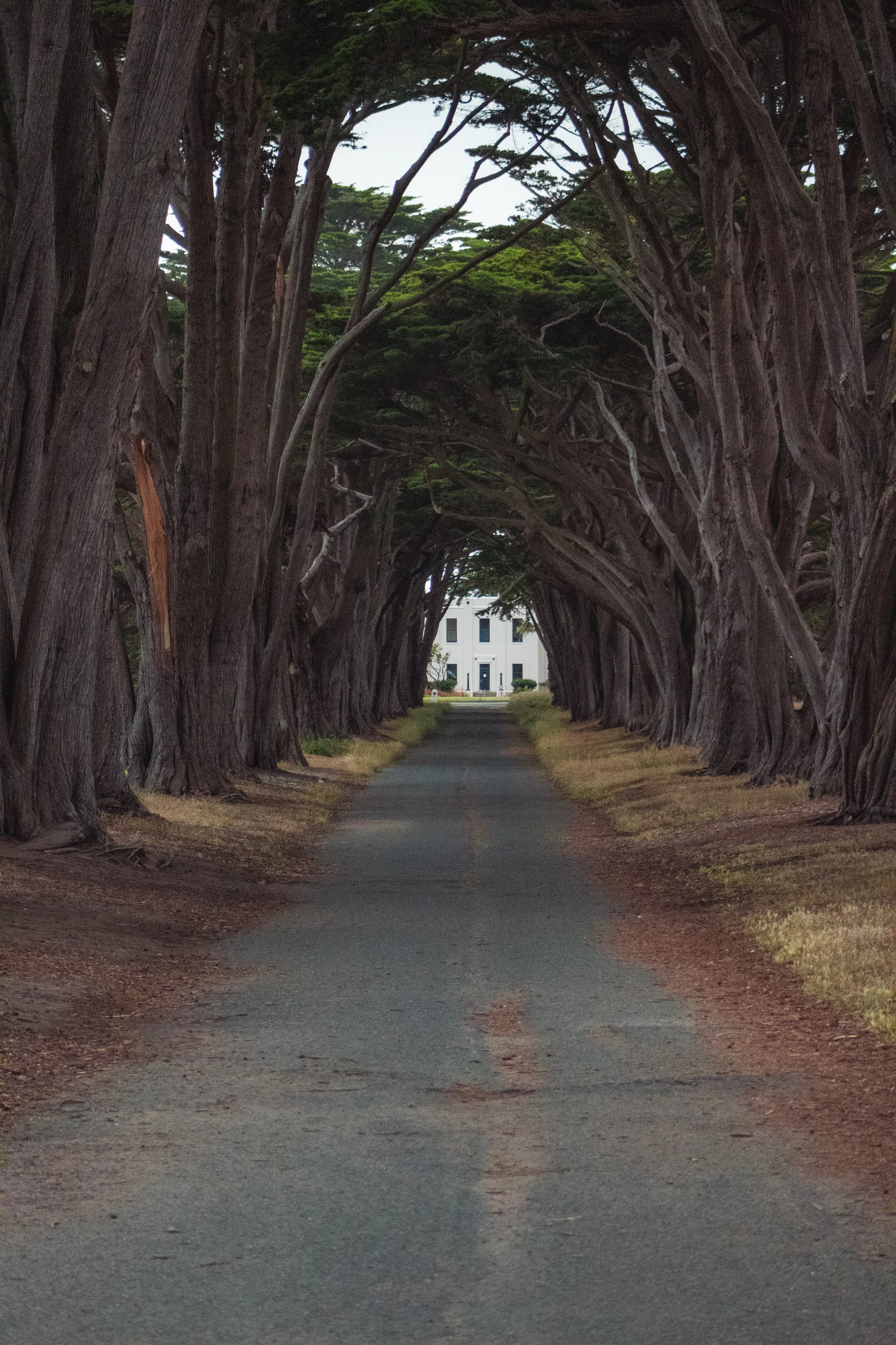 A pathway lined with tall, twisted cypress trees forming a natural tunnel, leading to a white building in the distance.