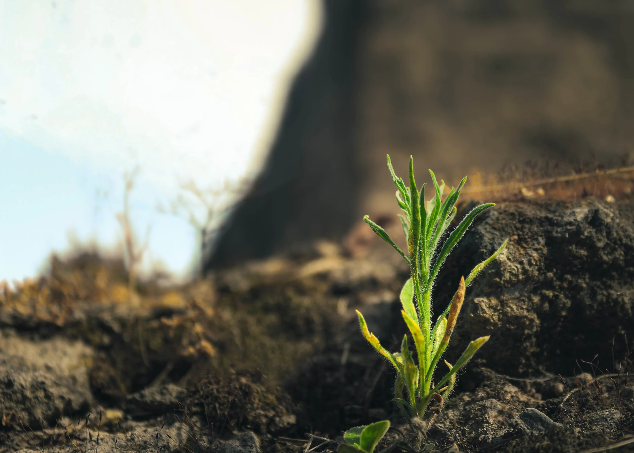 Close-up of a small green sprout growing in dark soil with blurred background.
