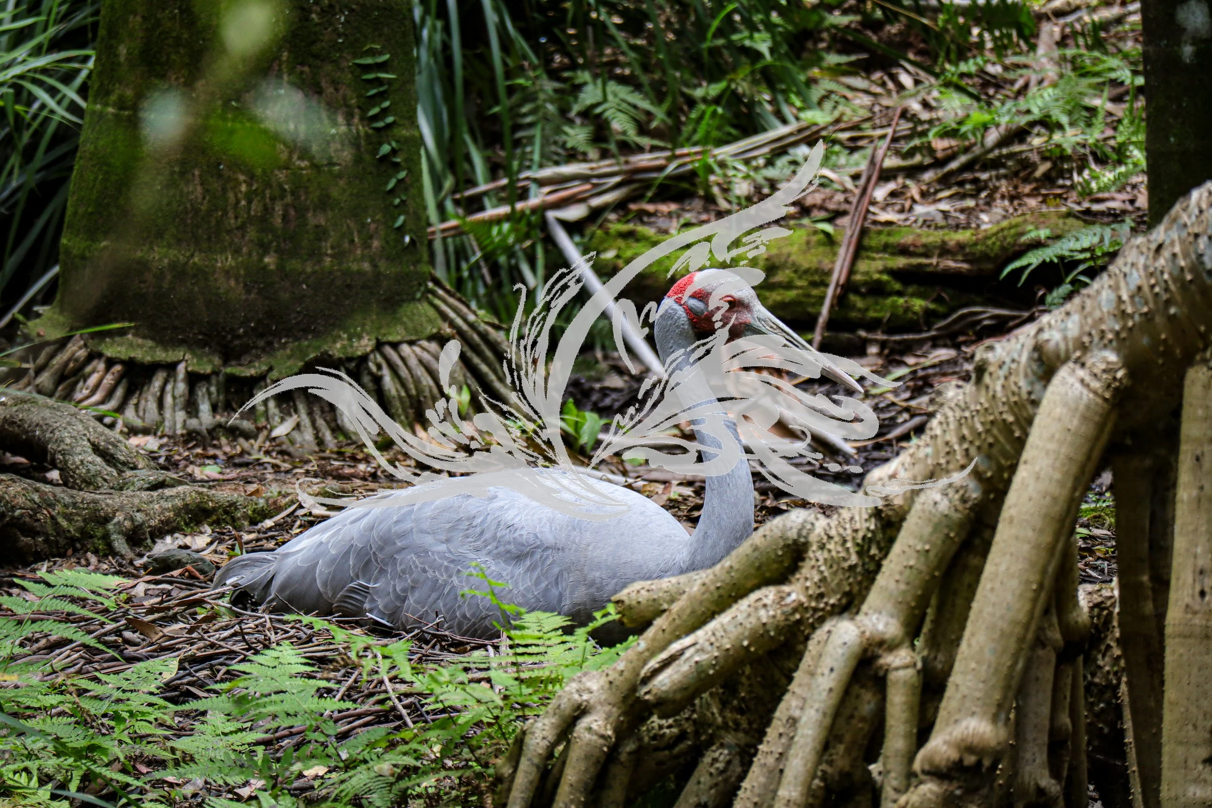A white swan resting on the forest floor amidst trees, green moss, and ferns.