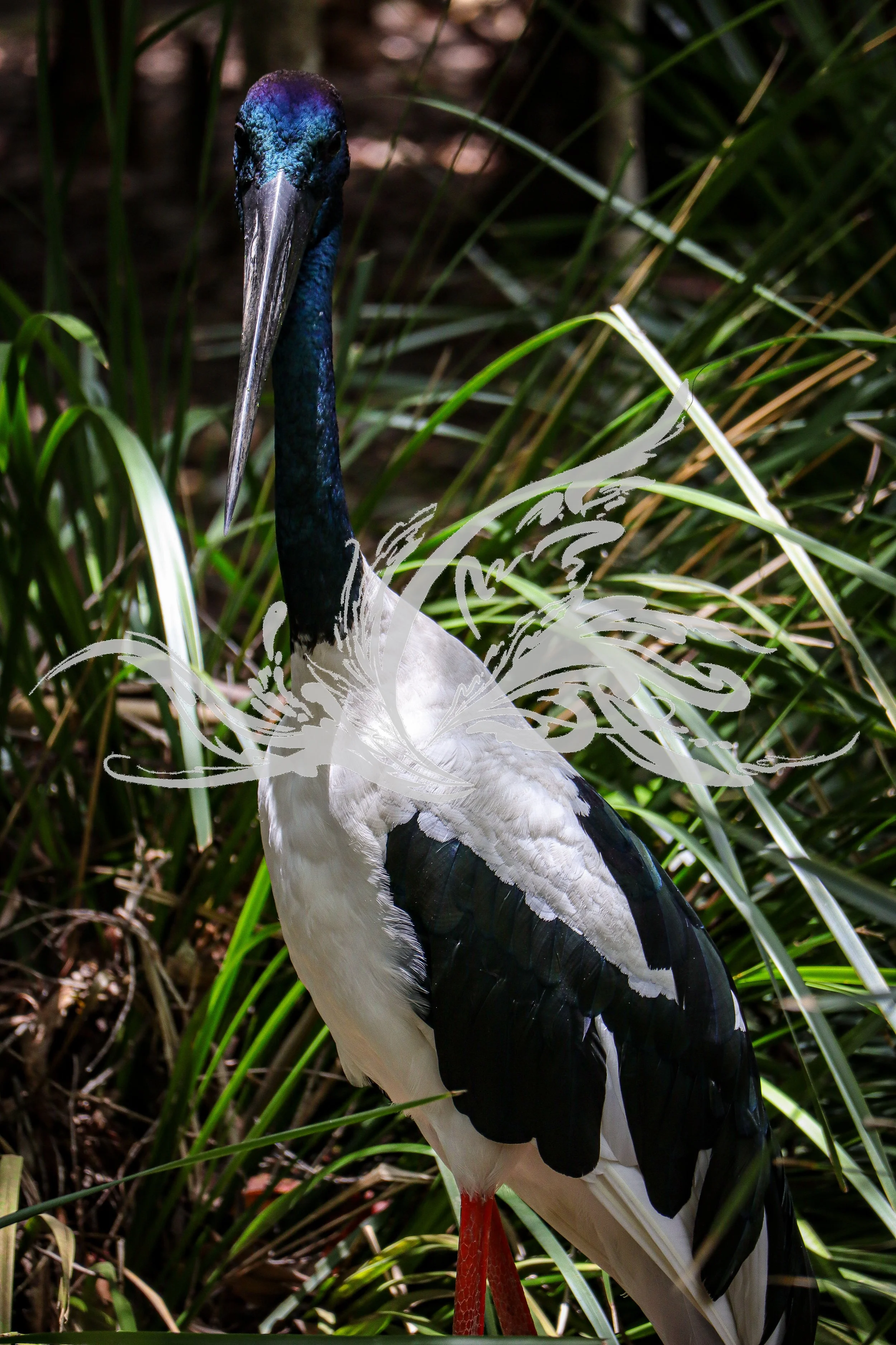 A stork standing among green grass and plants with its head and neck visible, showing black and white feathers and a long, pointed beak.