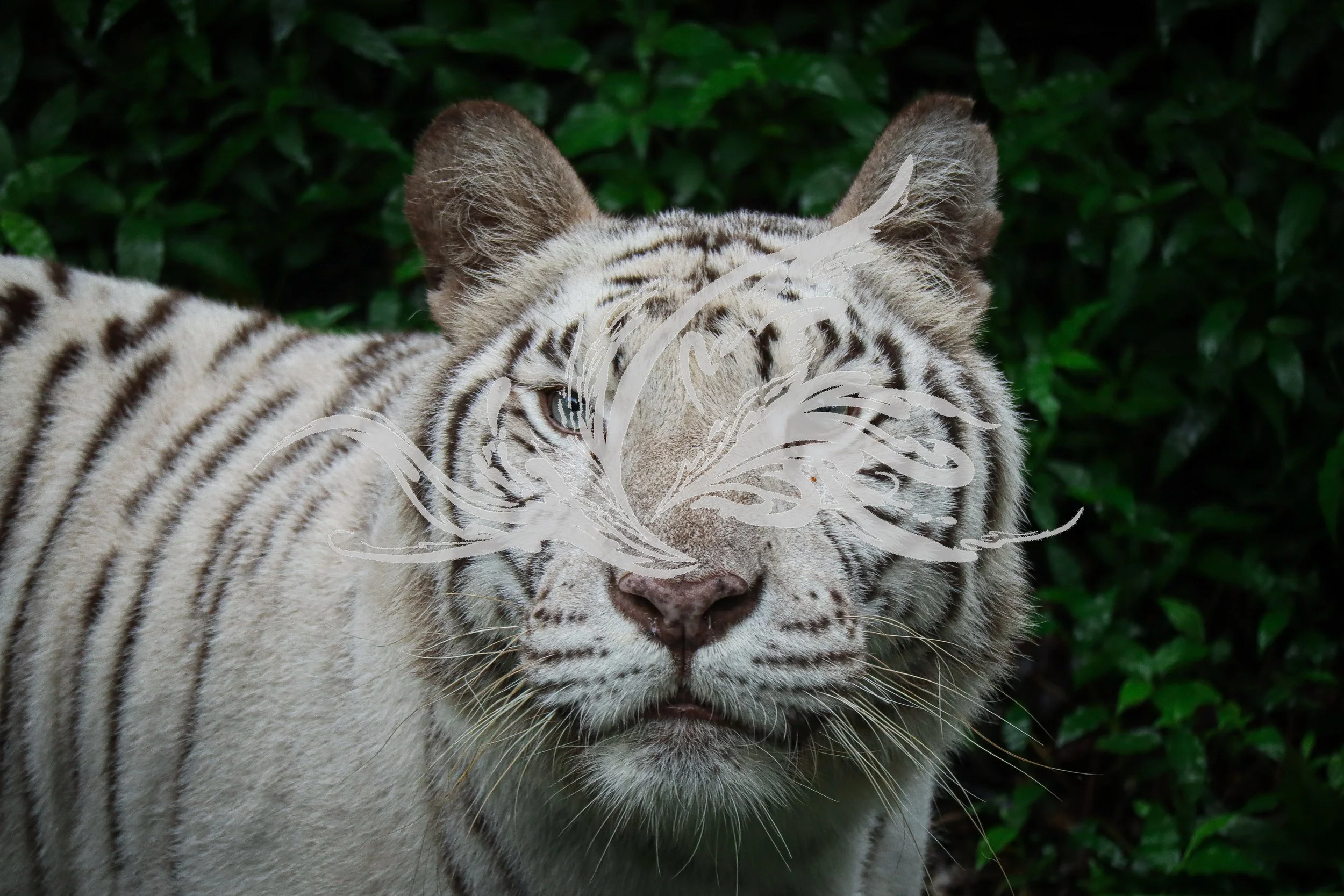 White tiger with black stripes resting near green foliage.