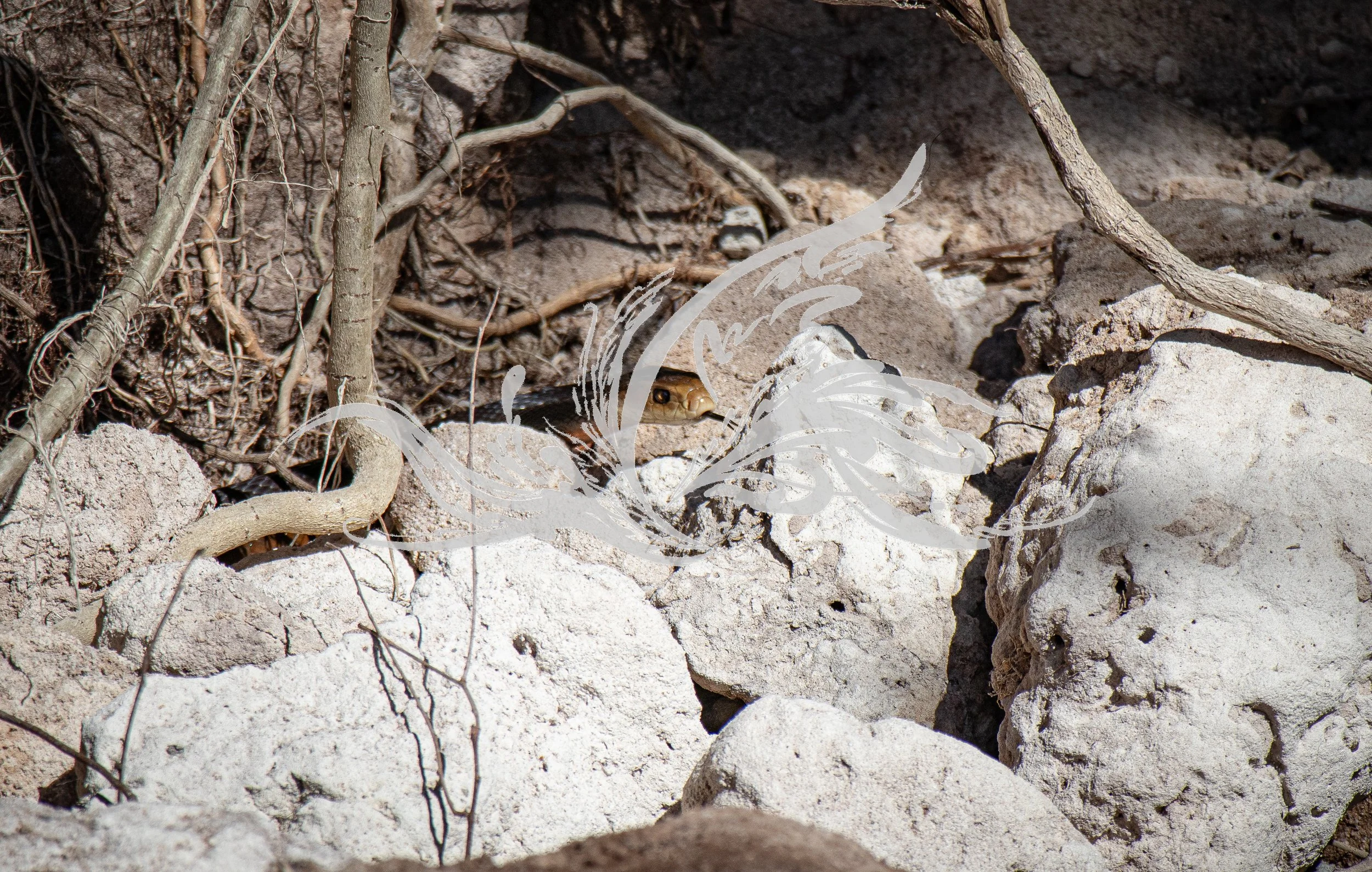 A snake partially hidden among rocks, sand, and dry twigs, peeking out from a small burrow.