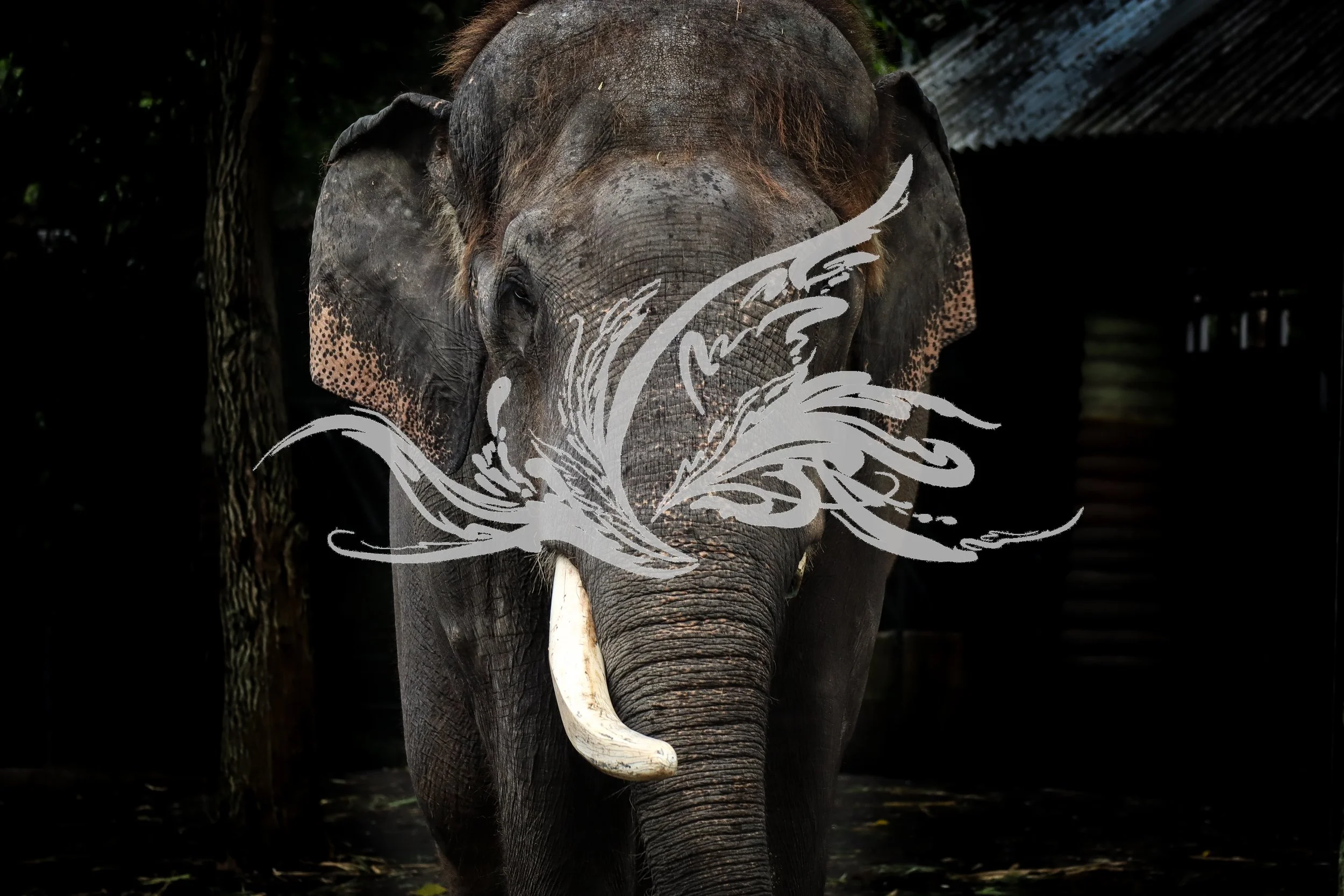A photo of an Asian elephant with a decorative white floral design overlay on its face, standing in a natural wooded environment.