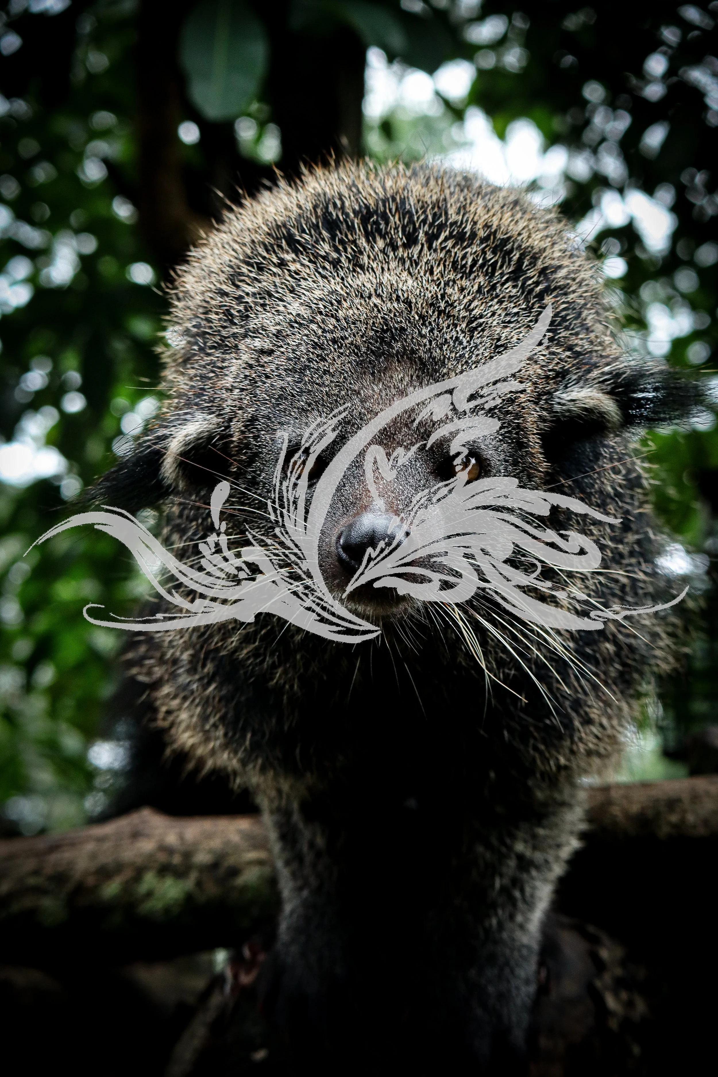 Close-up of a coati in a forested area, with a background of blurred green foliage.