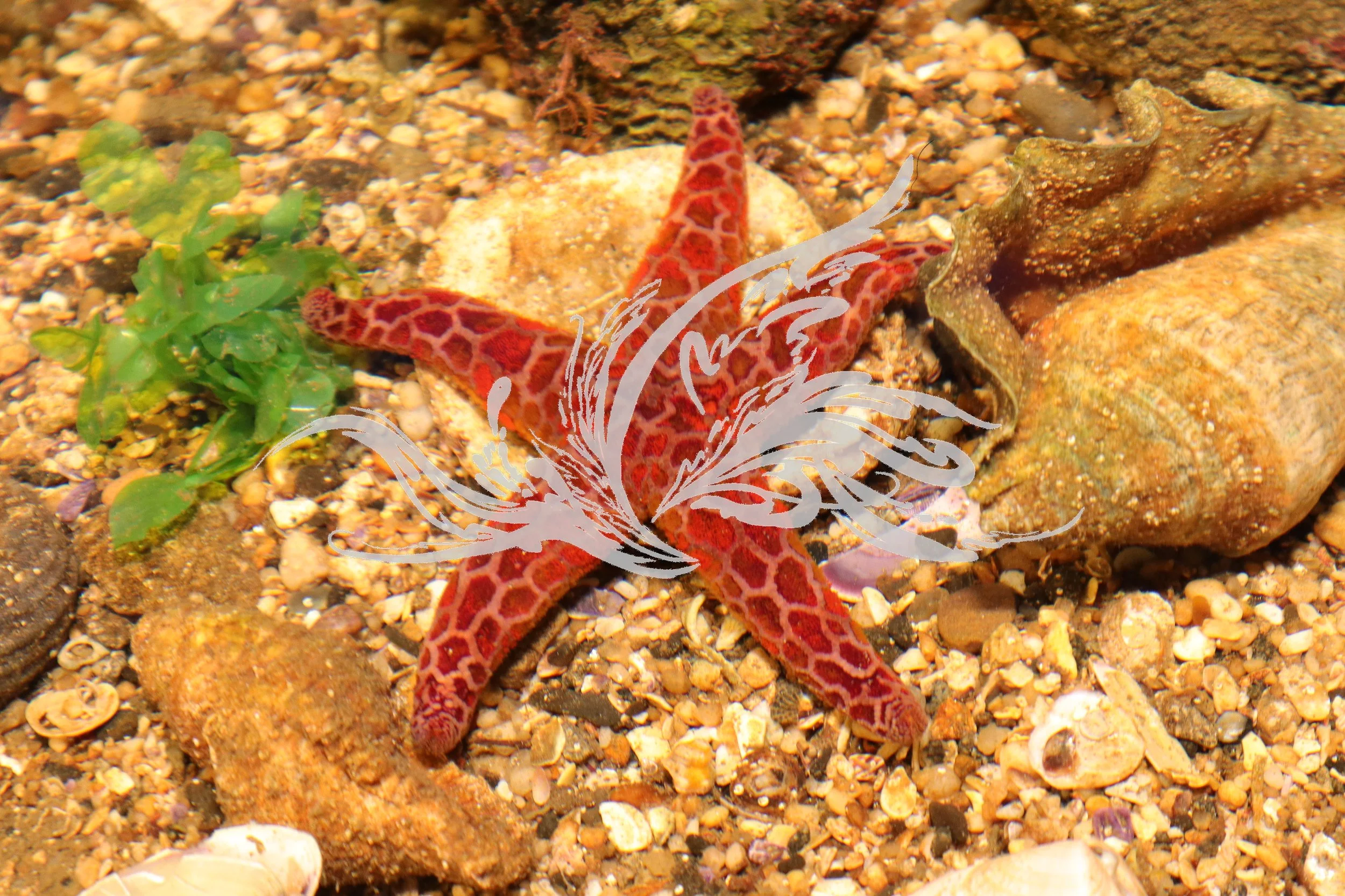 A red starfish with pinkish patterns on sandy ground with small shells, rocks, and some green seaweed.