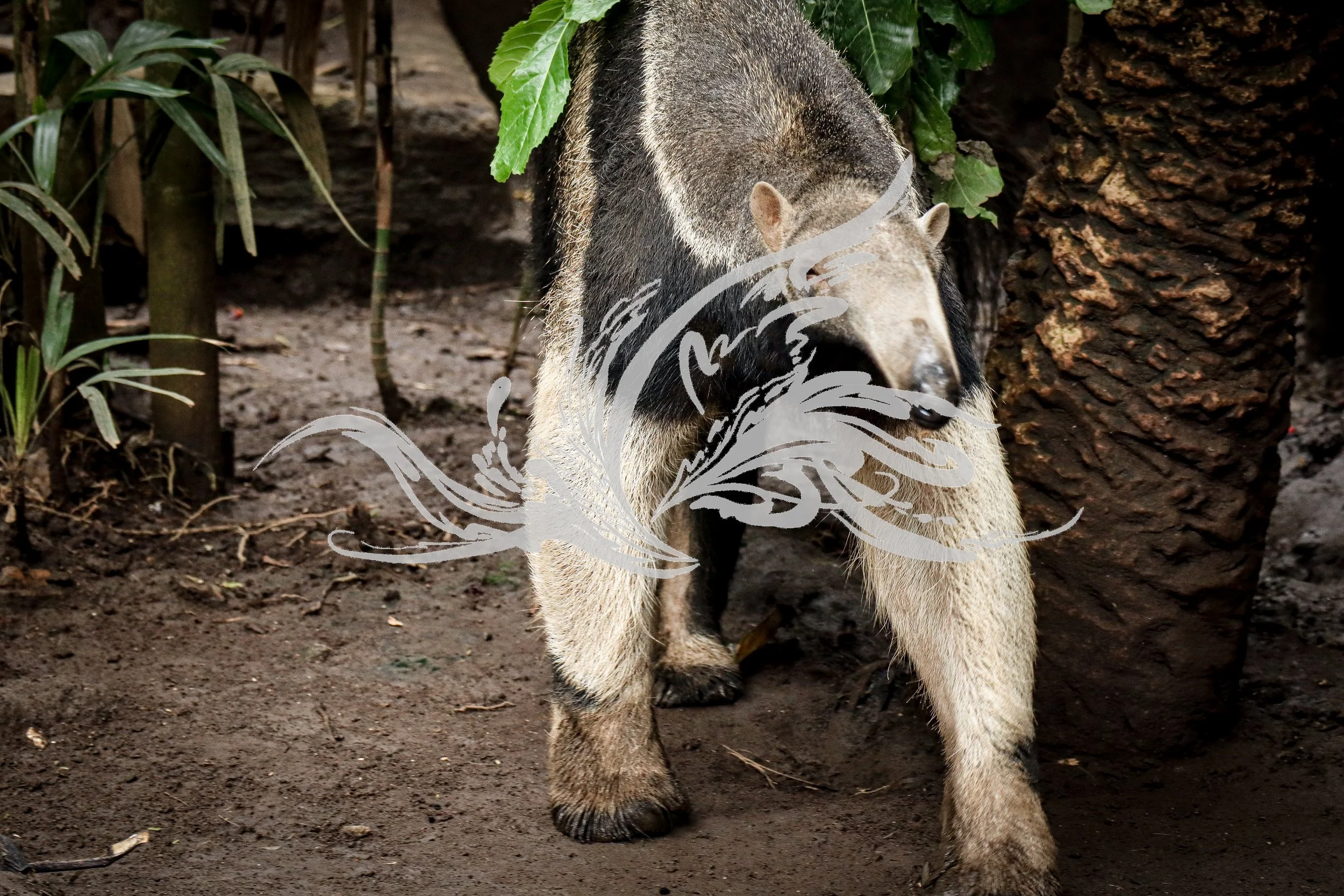 A wolf standing on dirt ground surrounded by trees and green leaves.