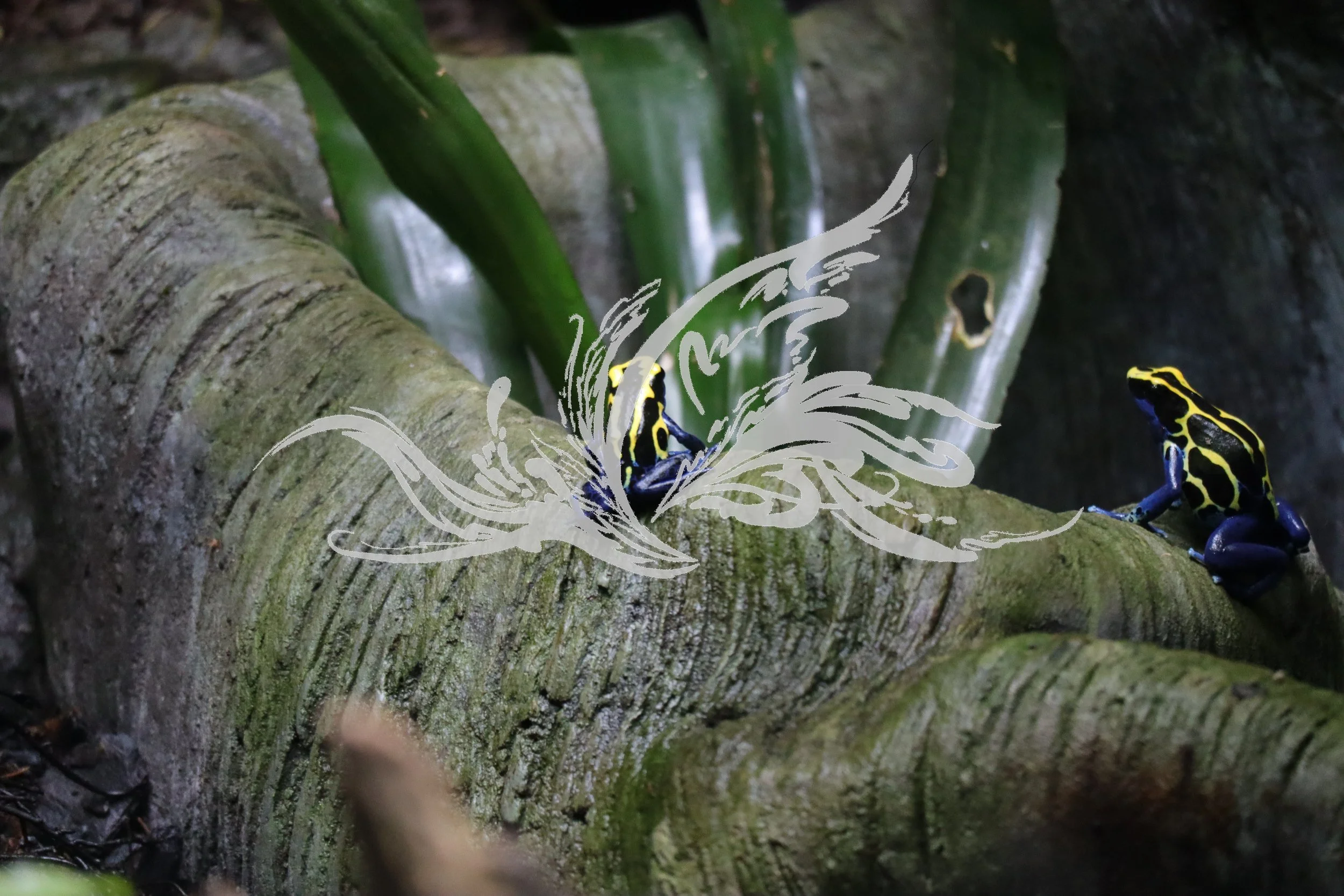 Two yellow and black poison dart frogs on a green moss-covered tree branch in a rainforest environment.