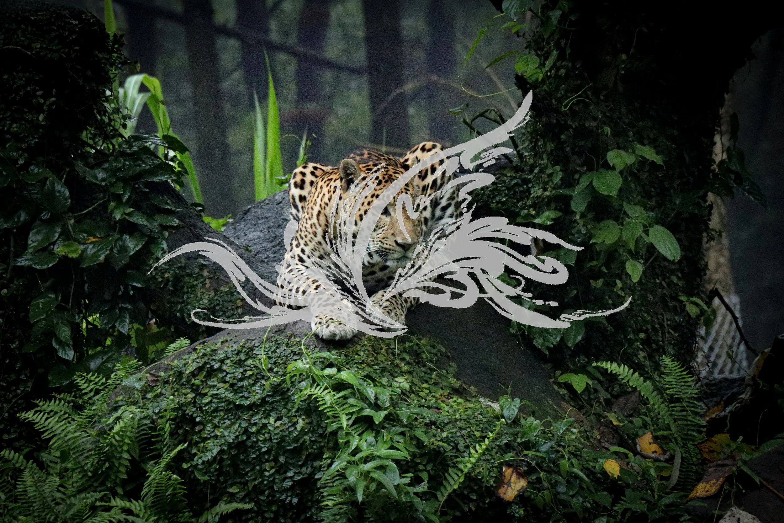 A leopard lying on a fallen tree trunk in a dense, lush jungle with green foliage and plants surrounding it.