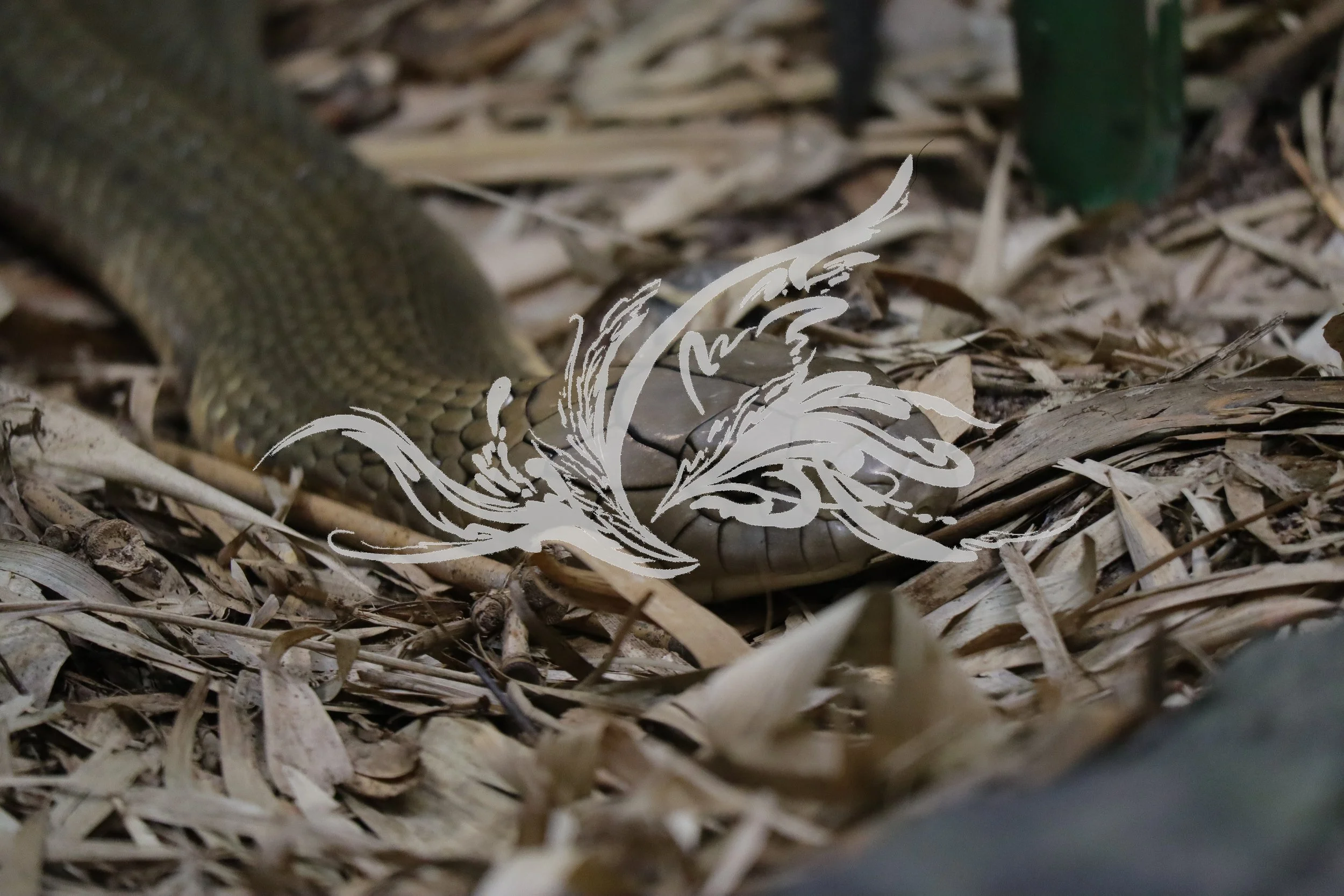 Close-up of a snake on a bed of dried leaves and twigs with some green plants in the background.