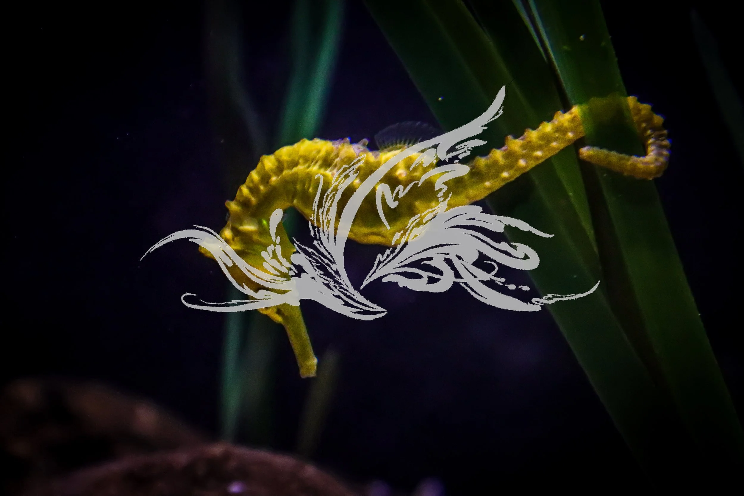 A yellow seahorse wrapped around a green stalk with dark background and digital overlay.