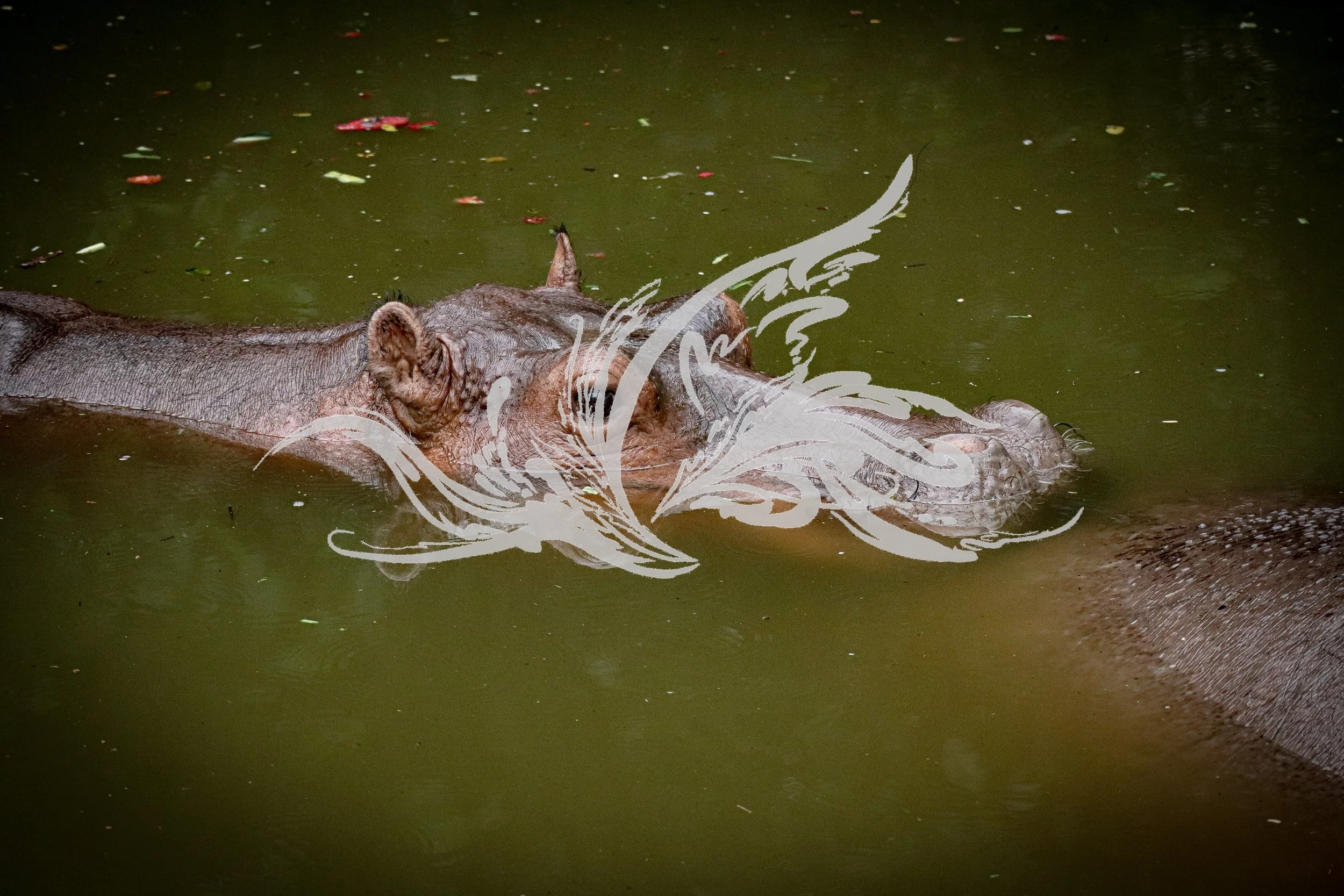 A hippopotamus partially submerged in green water, with decorative white line art overlay.