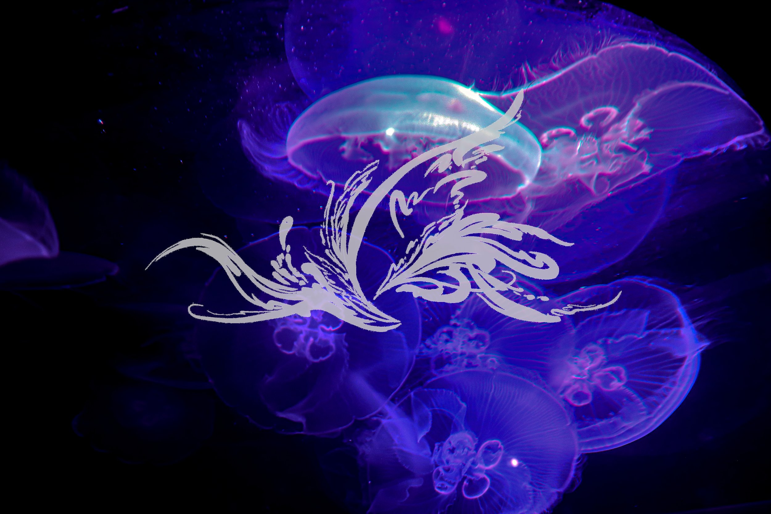 Brightly colored jellyfish swimming in dark water with glowing purple and blue hues.