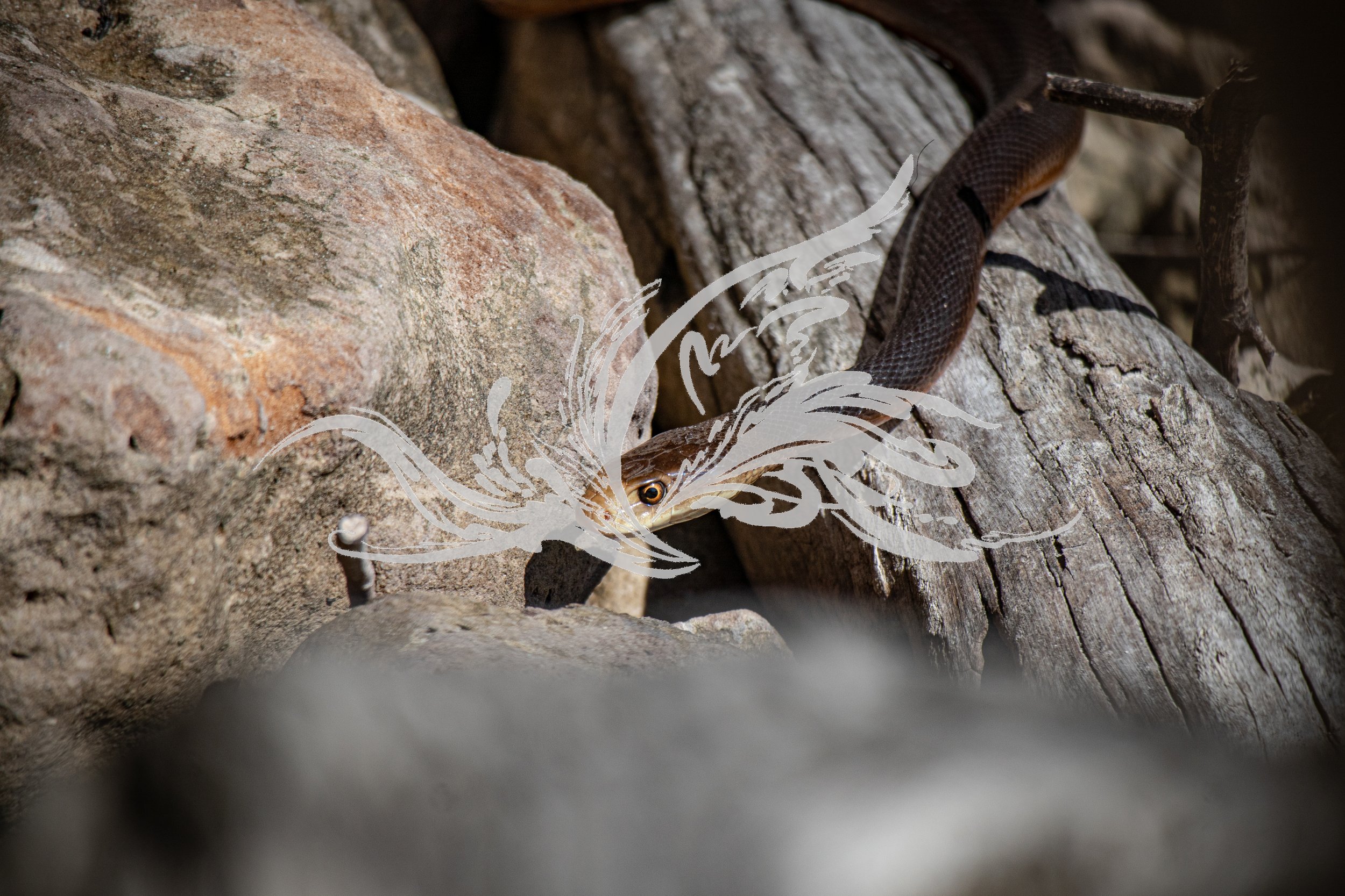 A snake on rocks, with the head slightly visible in the foreground and the body extending onto a piece of wood, amidst a natural outdoor setting.