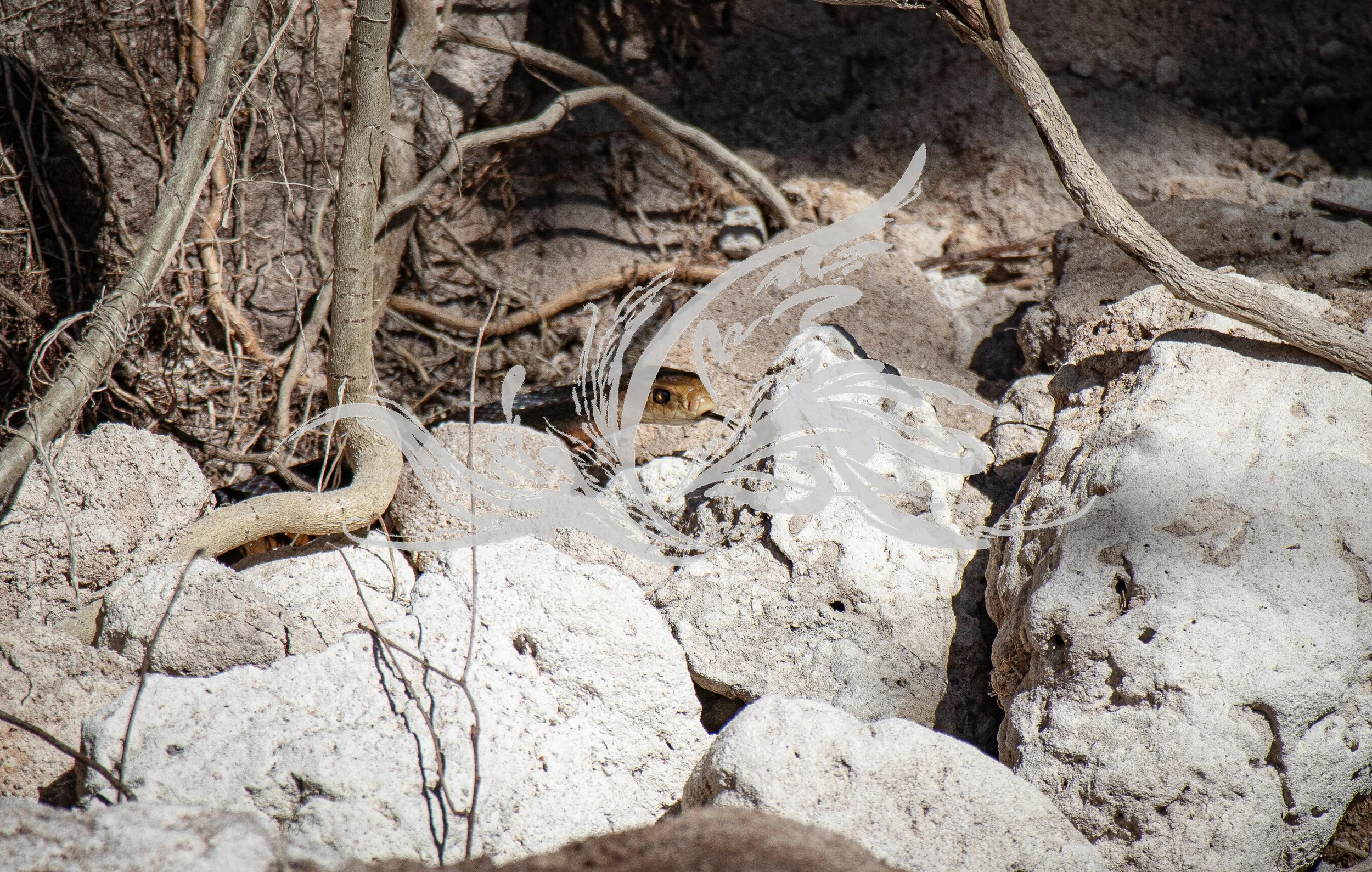 A small snake with a brown body and darker markings on its head, partially hidden among rocks, roots, and dry soil.