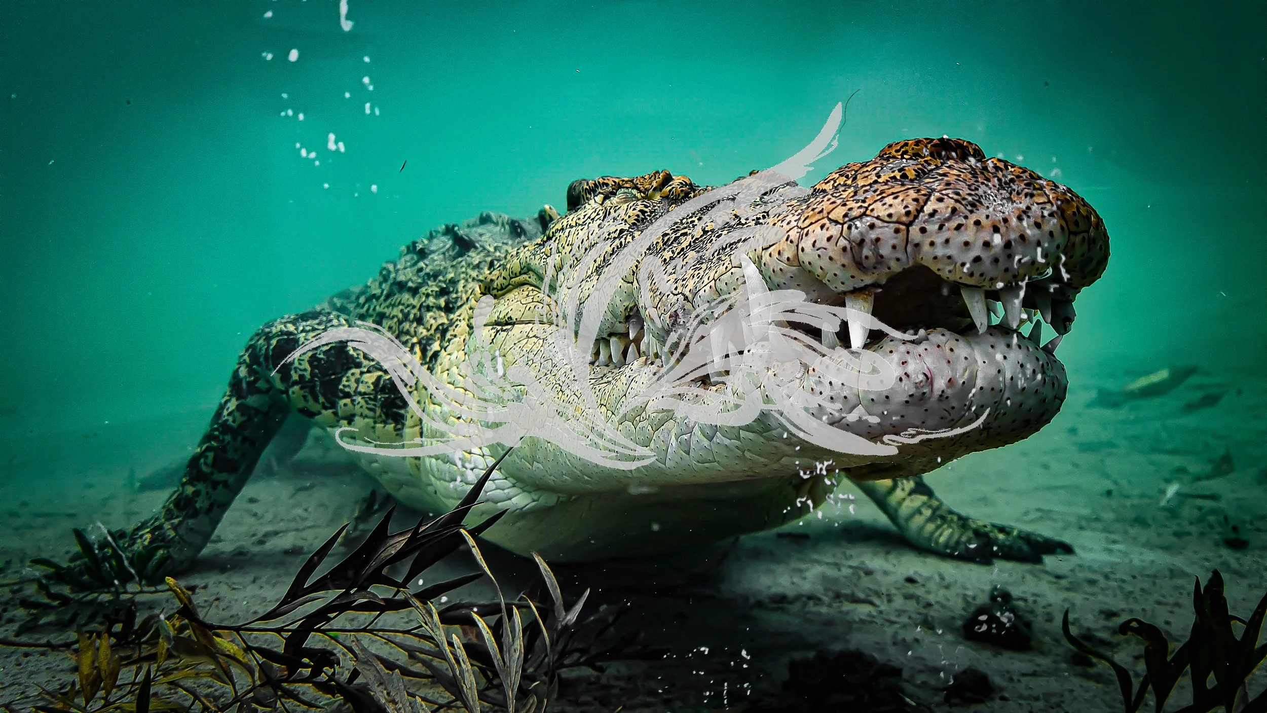 Underwater scene of a large, patterned crocodile with its mouth open, surrounded by seaweed and aquatic plants.