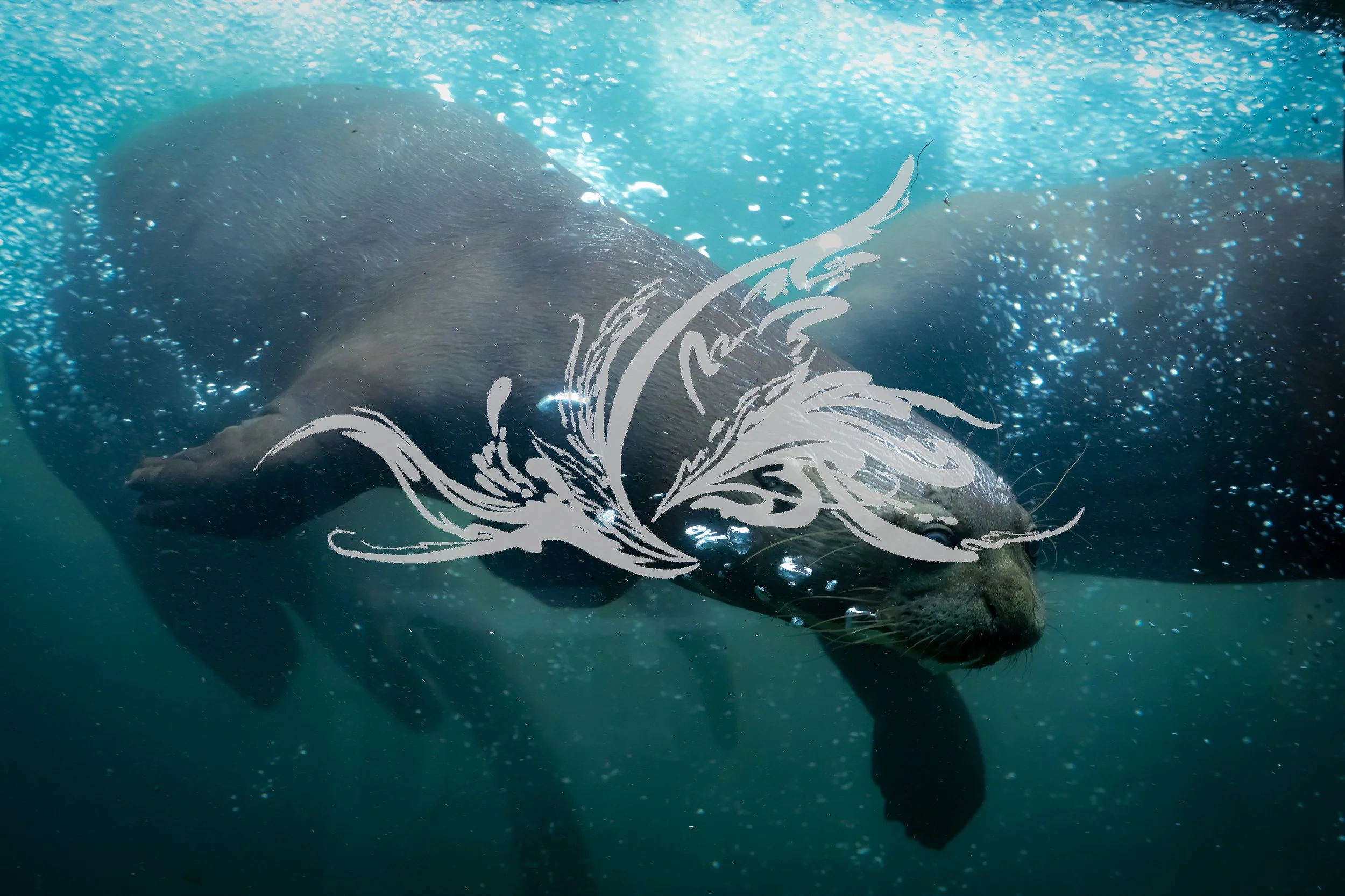 A whale swimming underwater with bubbles around it, featuring a white decorative overlay.