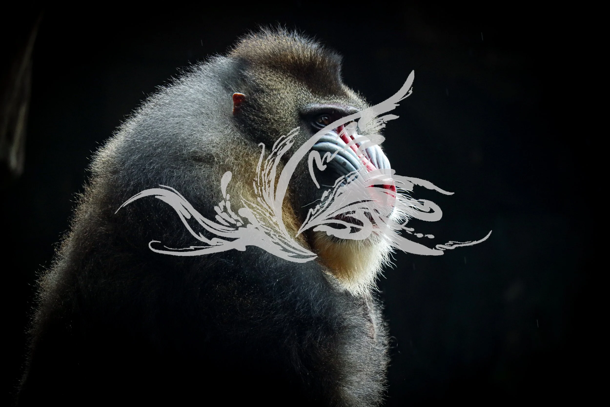 Close-up of a monkey with dark background, wearing a metallic mask covering its mouth and nose, with stylized white illustrations overlaid.