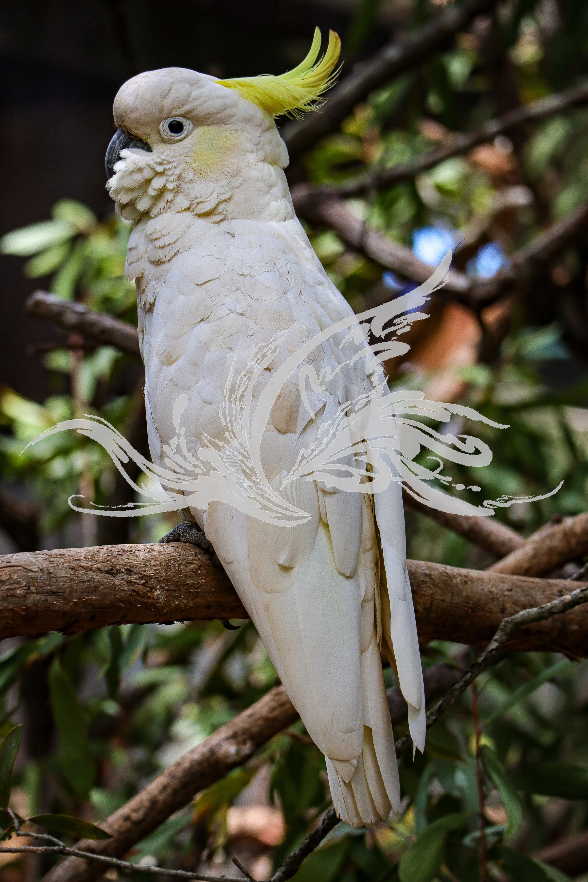 A white cockatoo with yellow crest perched on a tree branch among green leaves.