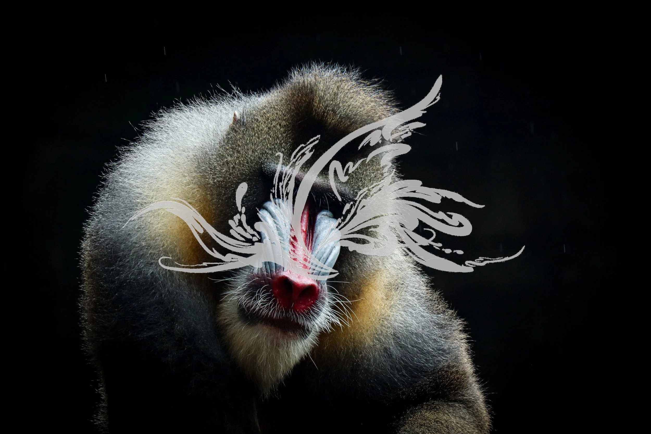 Close-up of a baboon with a digital overlay of wind and movement lines on its face, against a dark background.