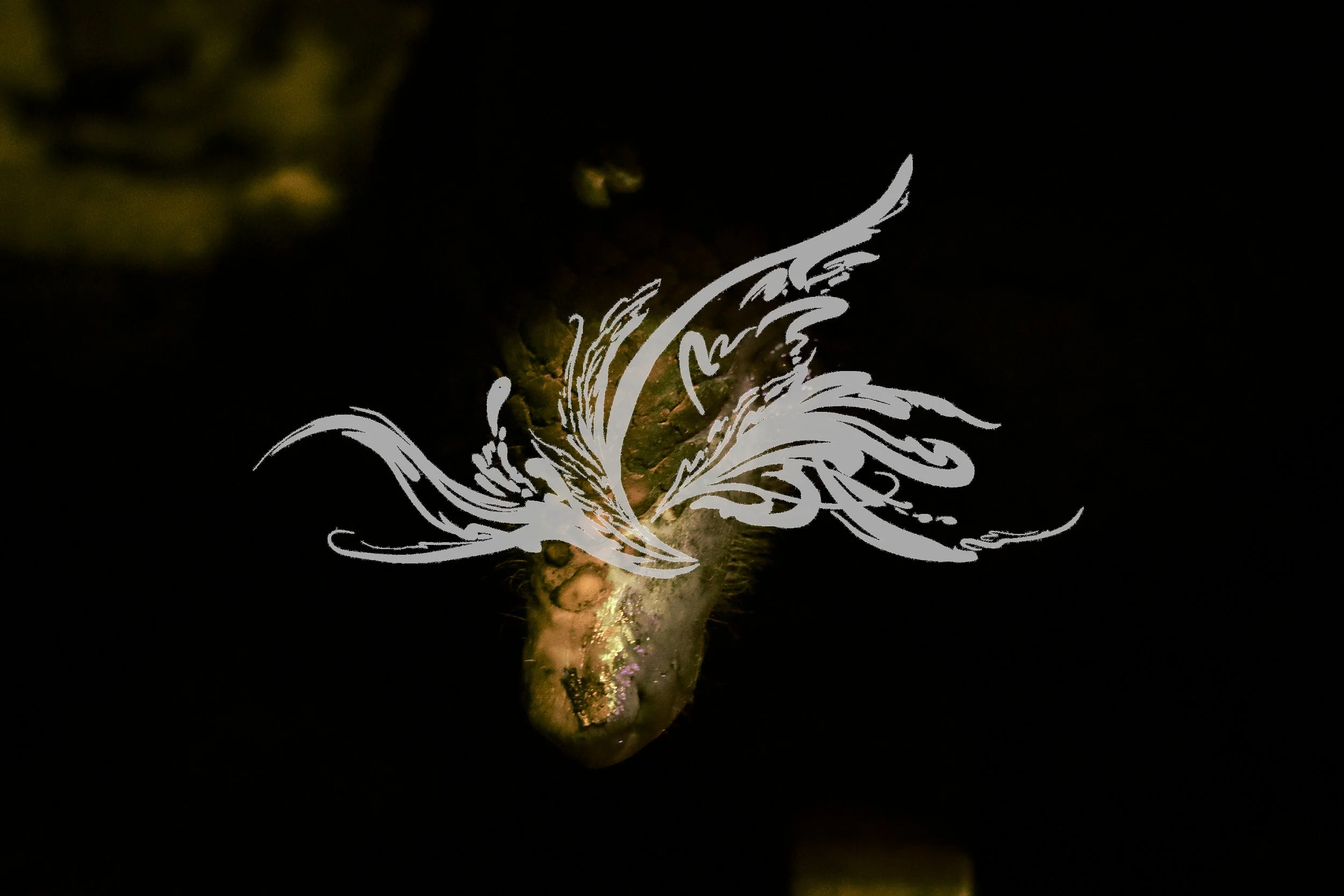 A plant or flower with a white decorative design overlay in the center, set against a dark background.