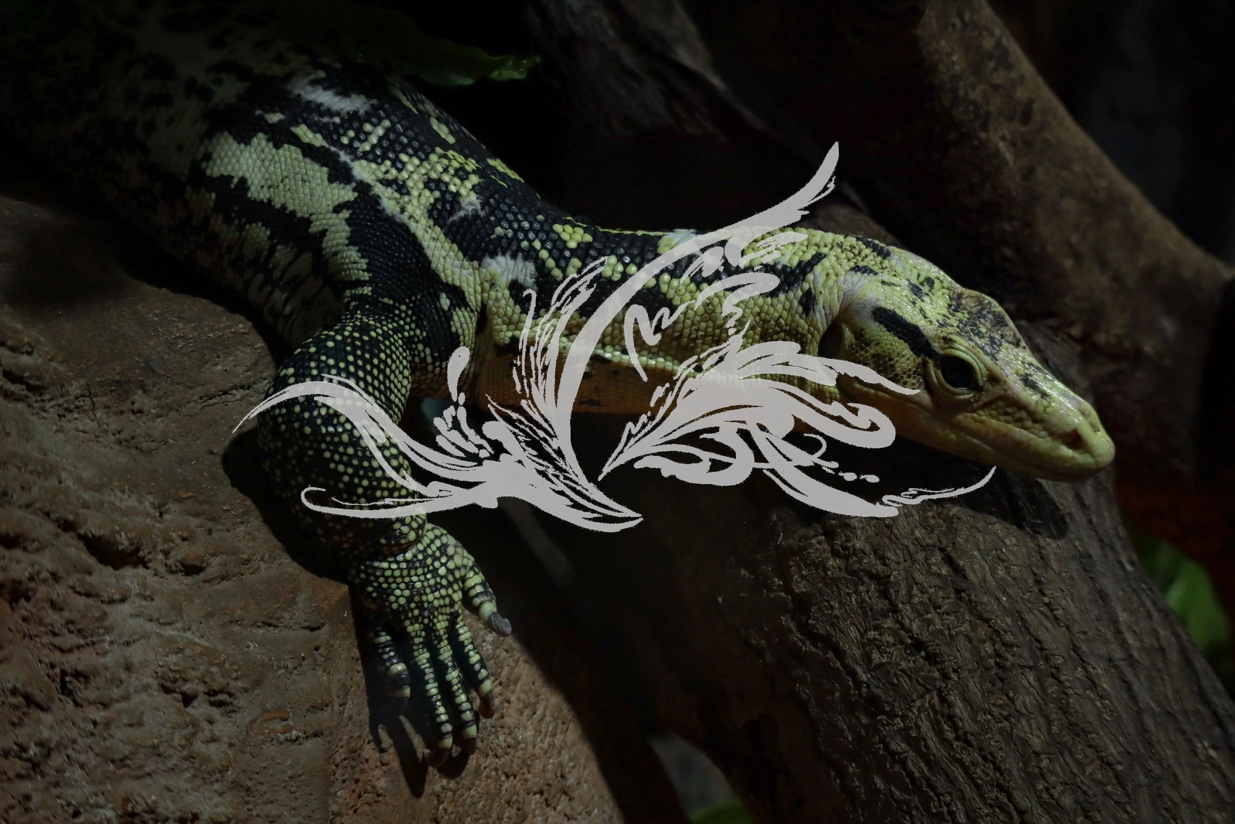 A close-up of a black and yellow-patterned lizard on a tree trunk, with a white decorative illustration overlay.