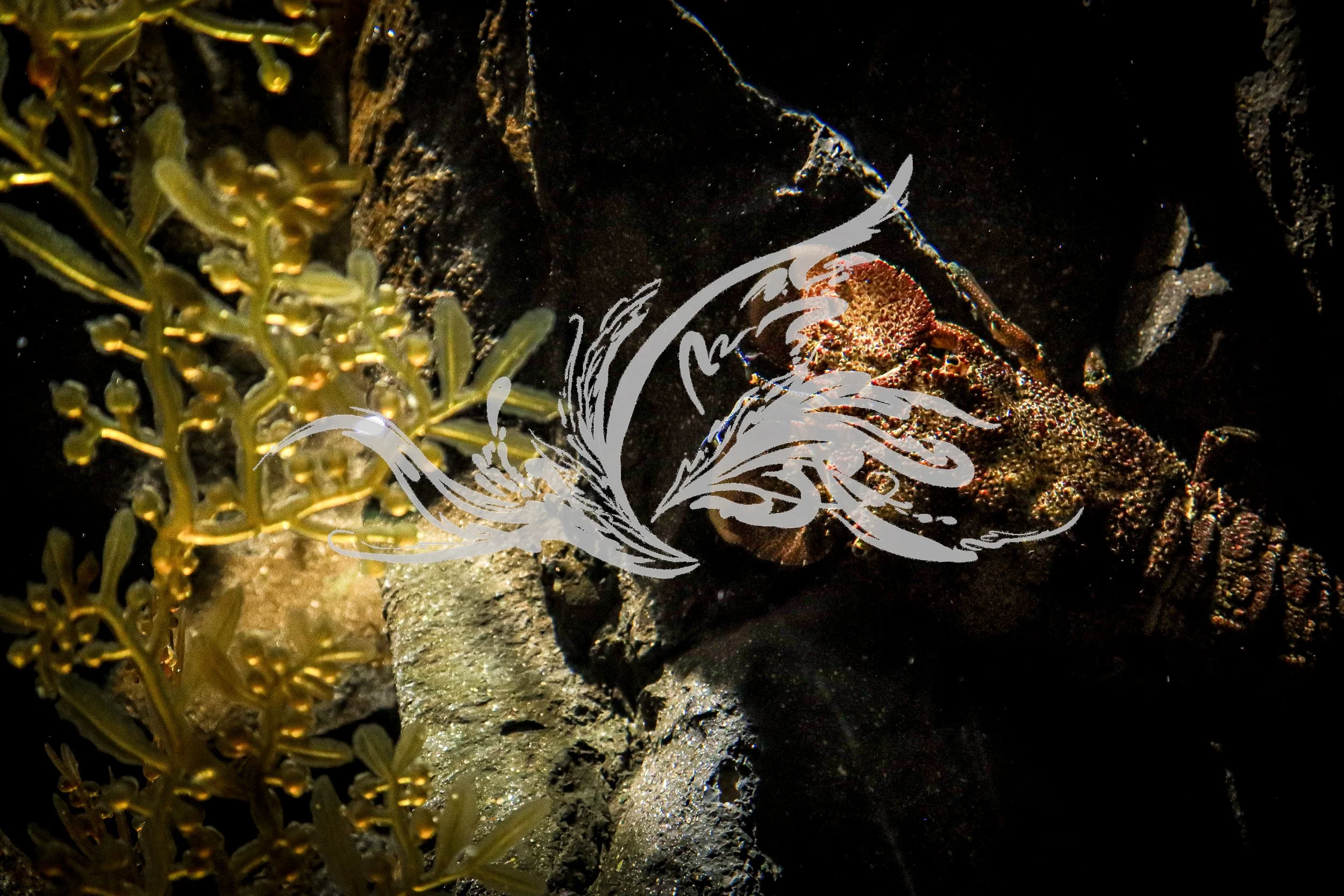 An underwater scene with coral and rocks, featuring a sea creature that appears to be a crab or lobster among the rocks, with a white decorative swirl in the foreground.