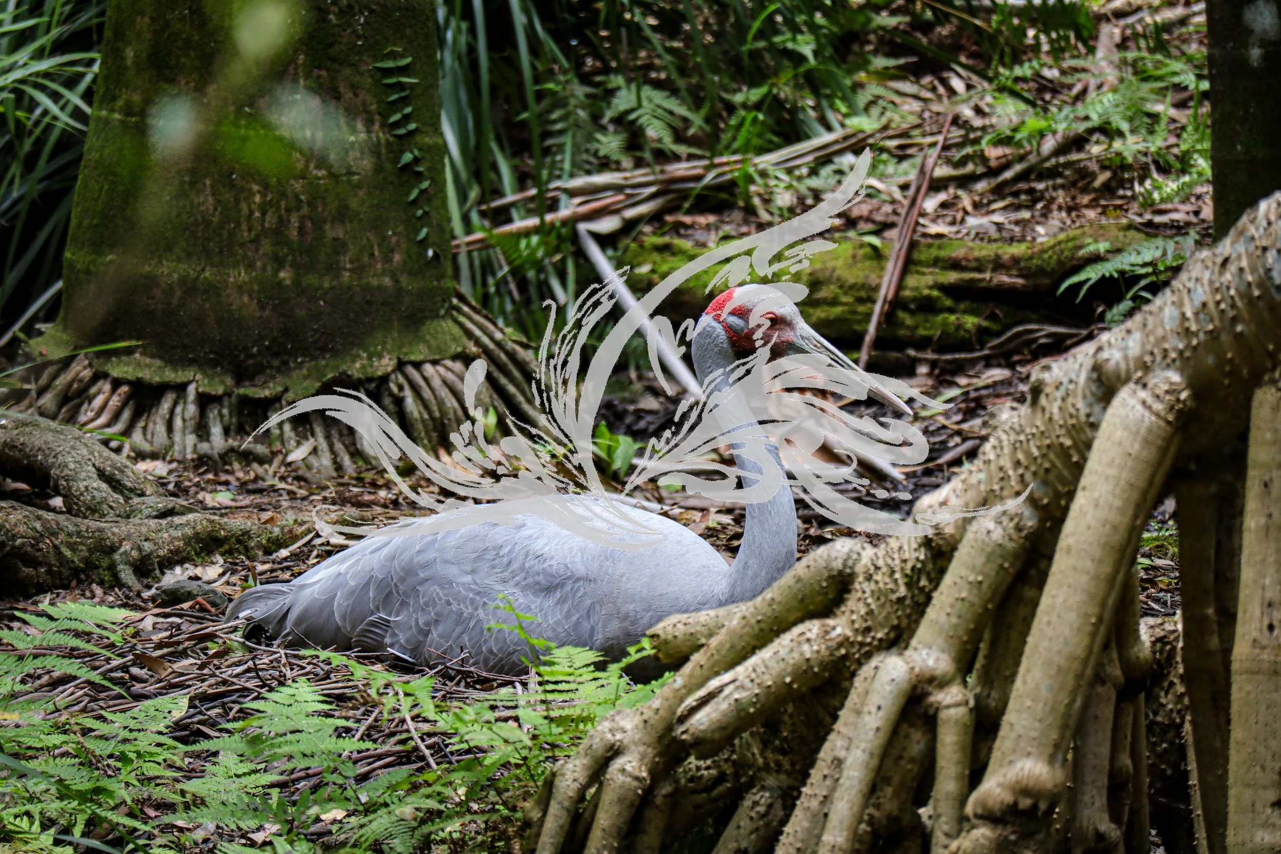 A white swan is resting on the forest floor among tree roots, fallen leaves, and greenery.