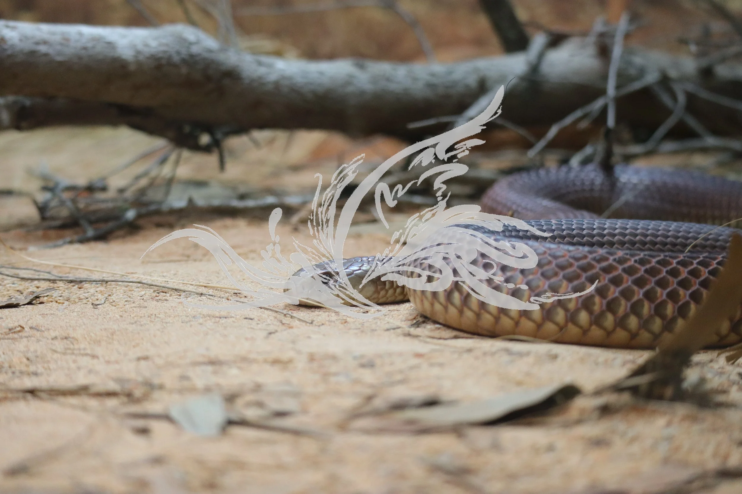 A snake with a patterned body on sandy ground, with a tree branch overhead and some dry leaves scattered around.