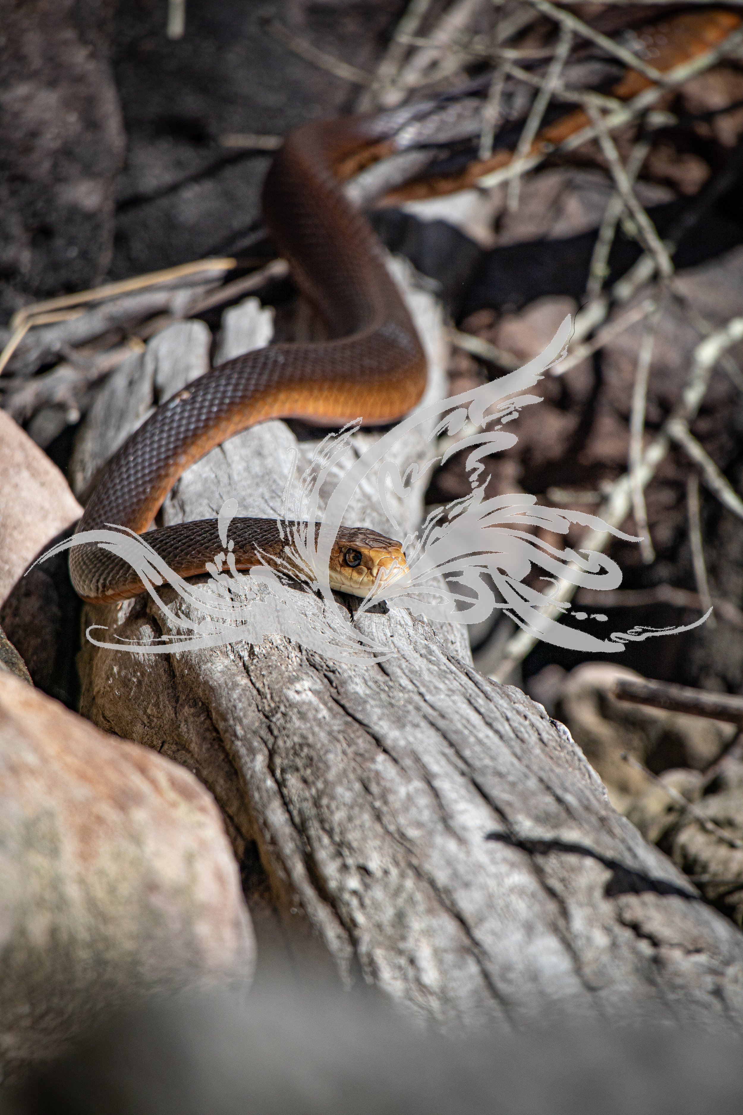 A snake on the ground among rocks and dried leaves, partially coiled and facing forward.