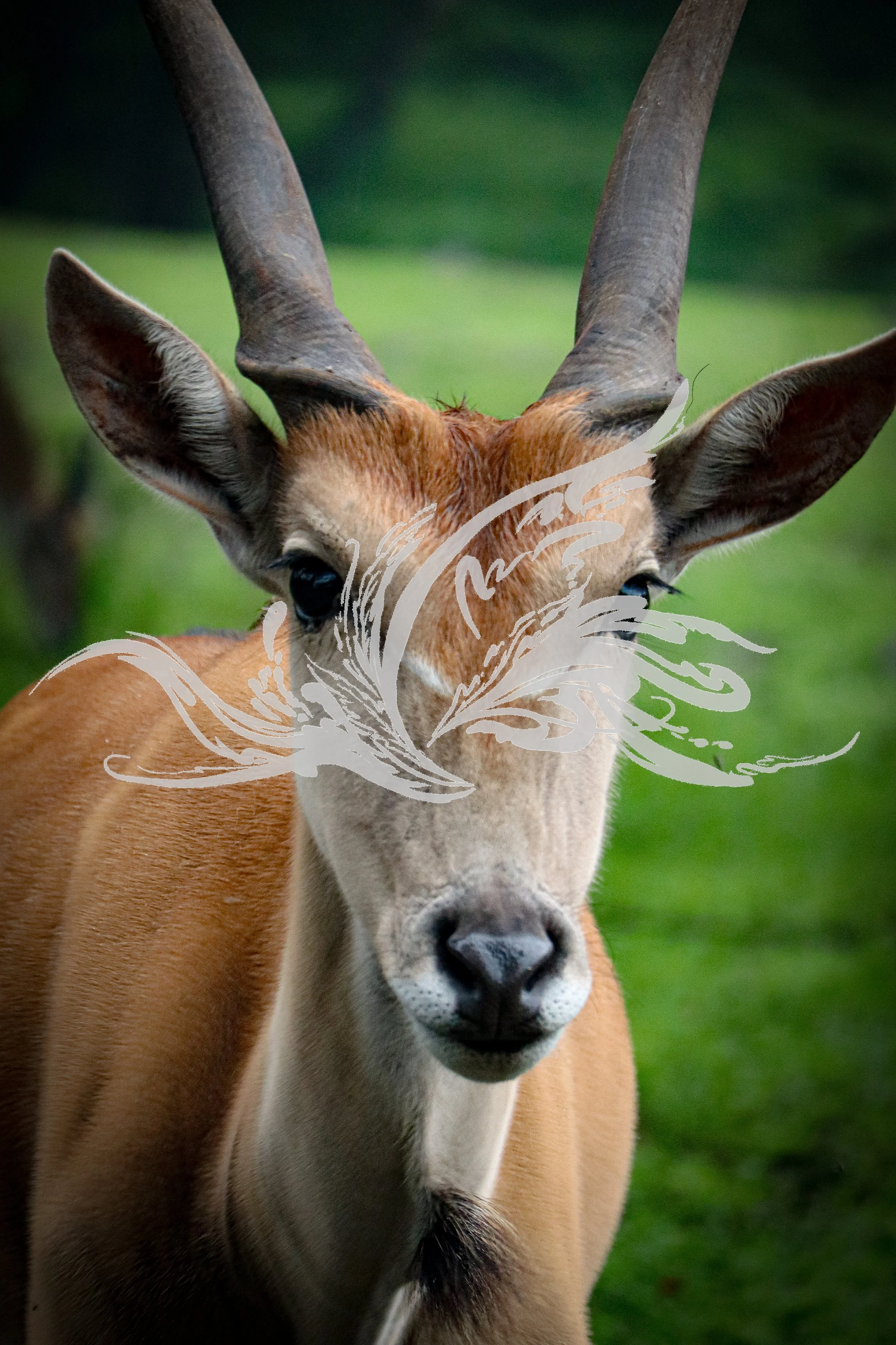 A close-up of a gazelle's face and horns, with a green background.