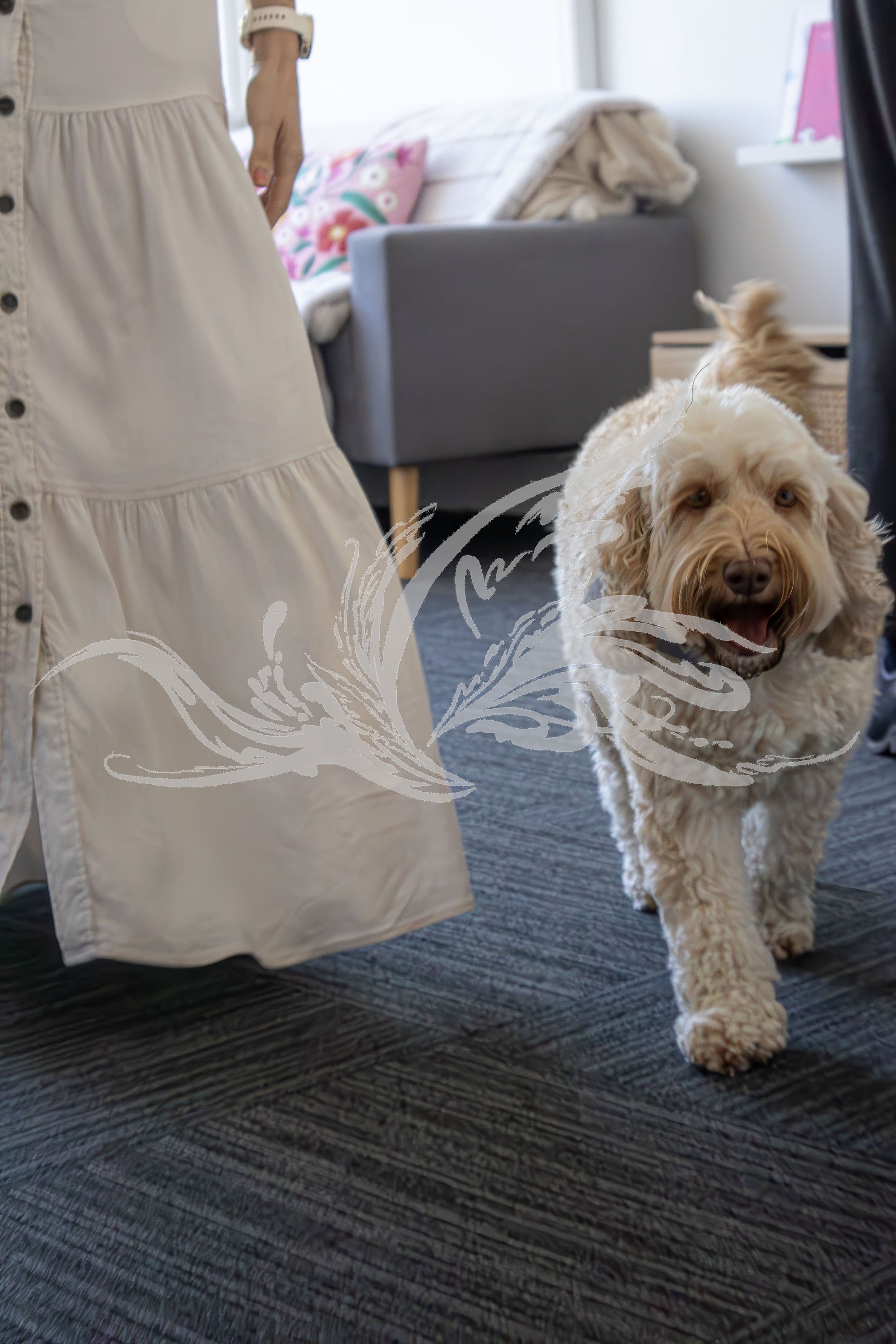 A light brown, curly-haired dog walking on a dark patterned carpet inside a room. Part of a person's white dress and arm are visible on the left side of the image. The background includes a bed with a floral pillow, a blanket, and a bookshelf with pi