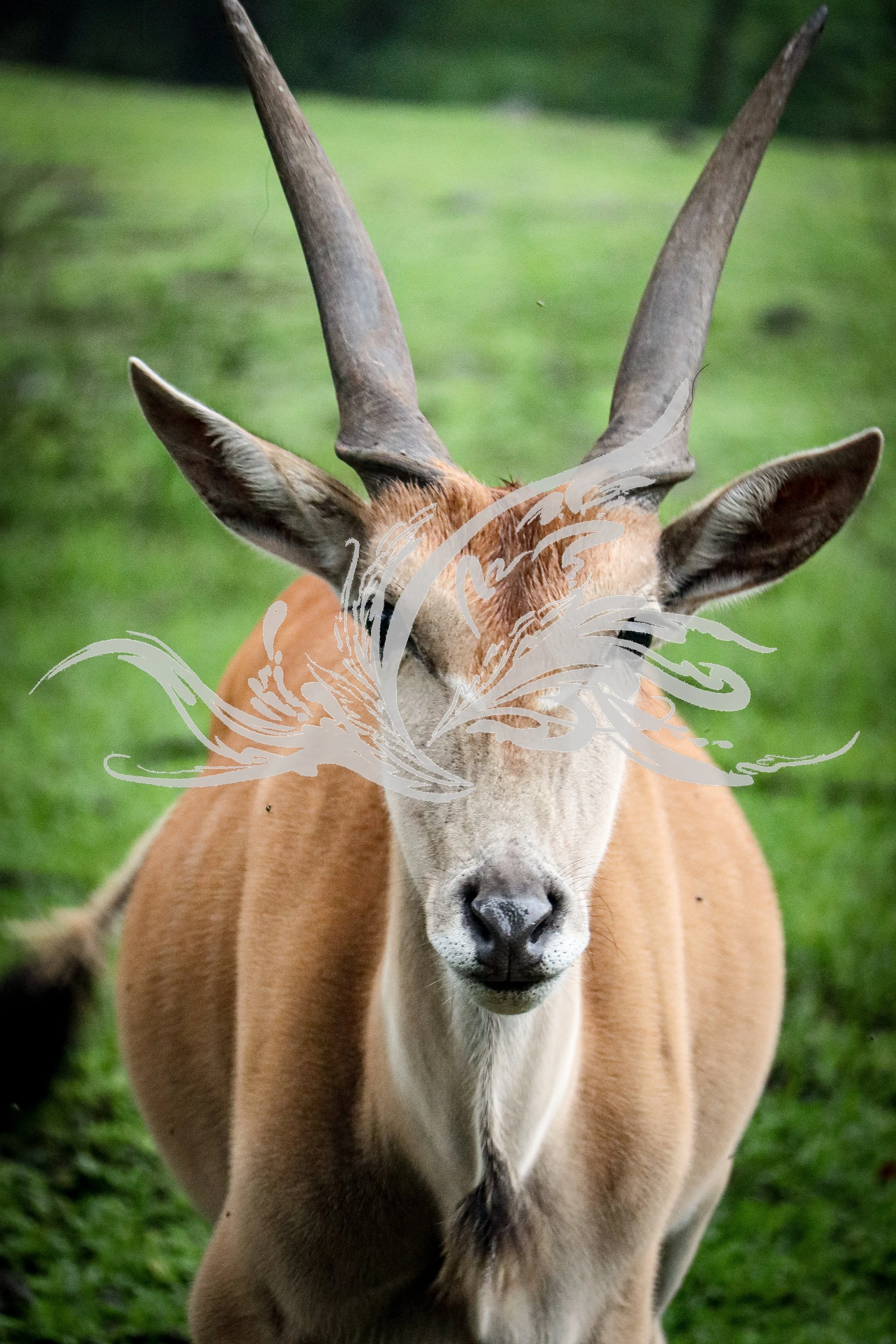A close-up of an adult antelope with long, curved horns and tan fur standing outdoors on a grassy background.