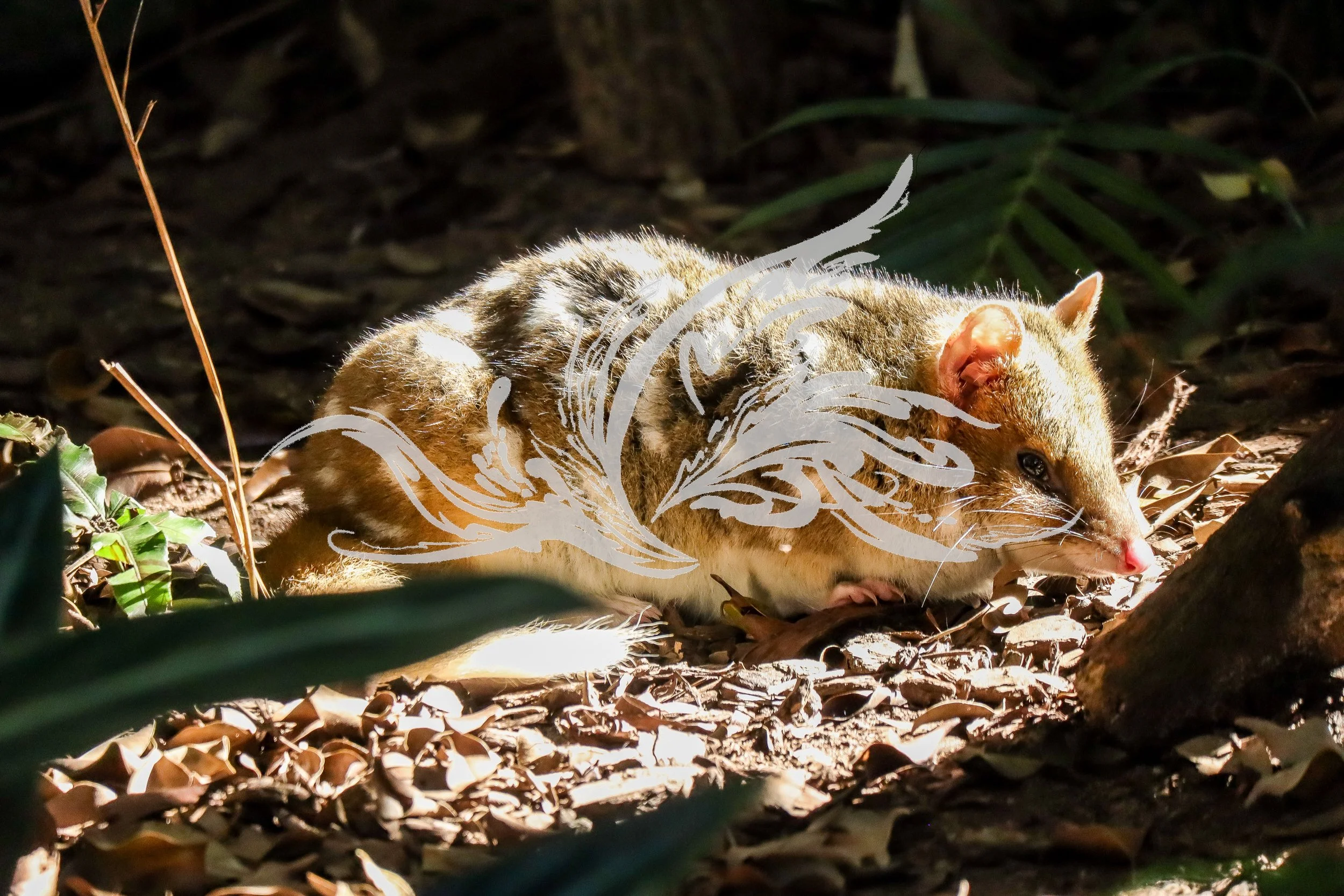 A rodent, possibly a mouse or rat, resting on the forest floor covered with dried leaves. The rodent has light brown fur and pink ears, and is partially shaded with some sunlight illuminating its back.