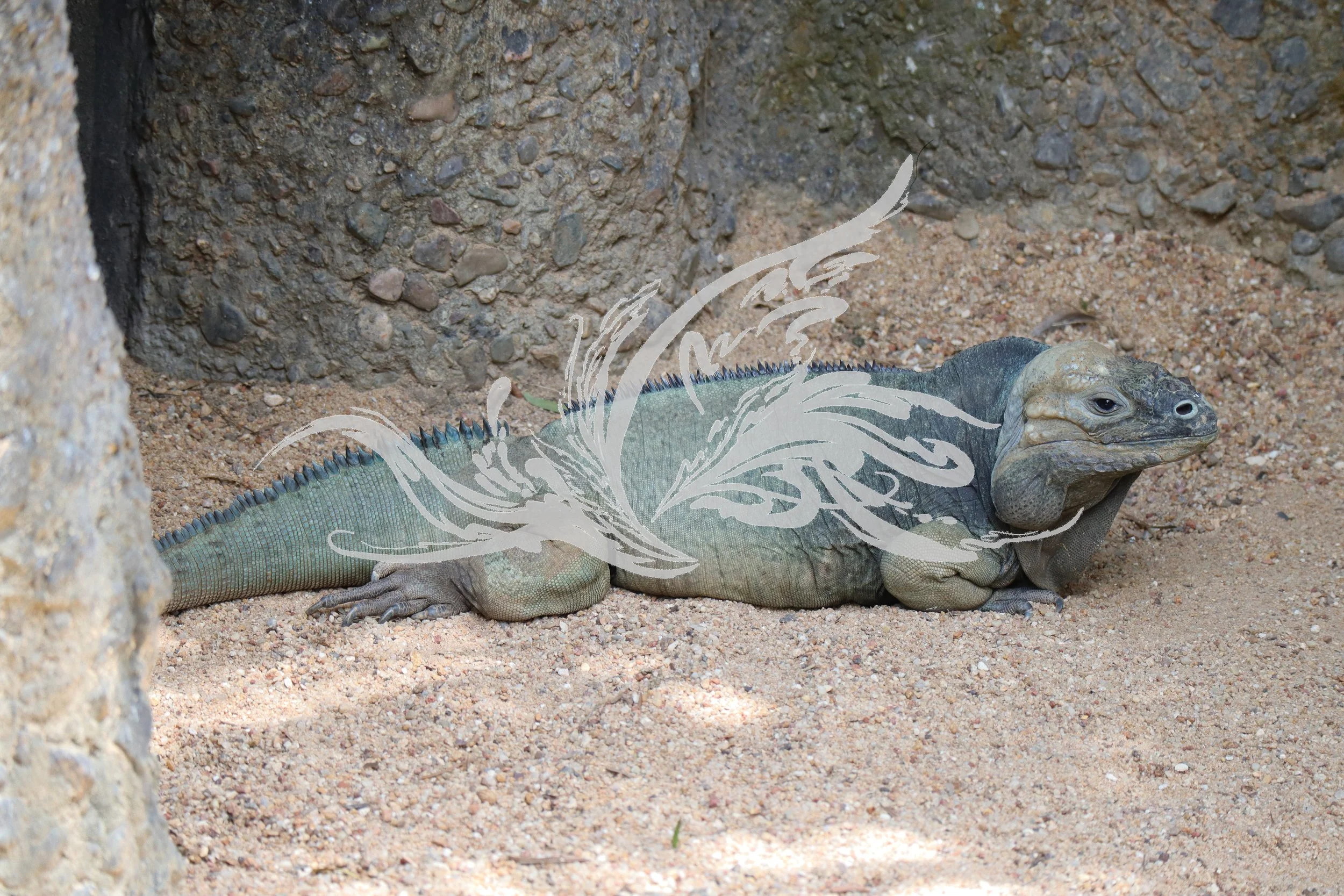 A green iguana resting on sandy ground with a stone wall in the background.