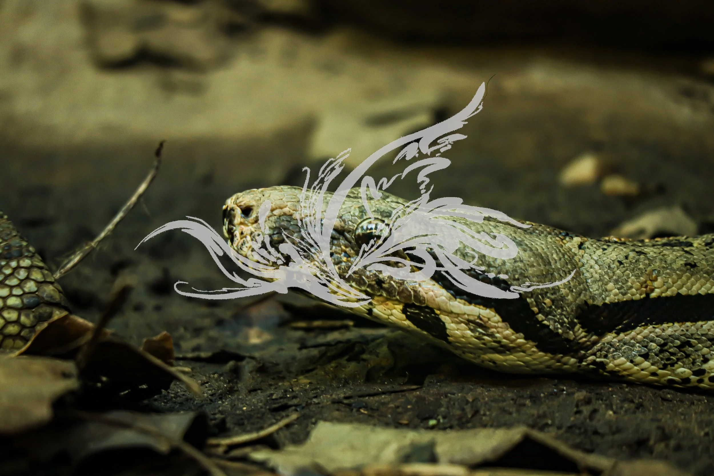 A snake on the ground among leaves with water and mud, with a graphic overlay of a snake design.