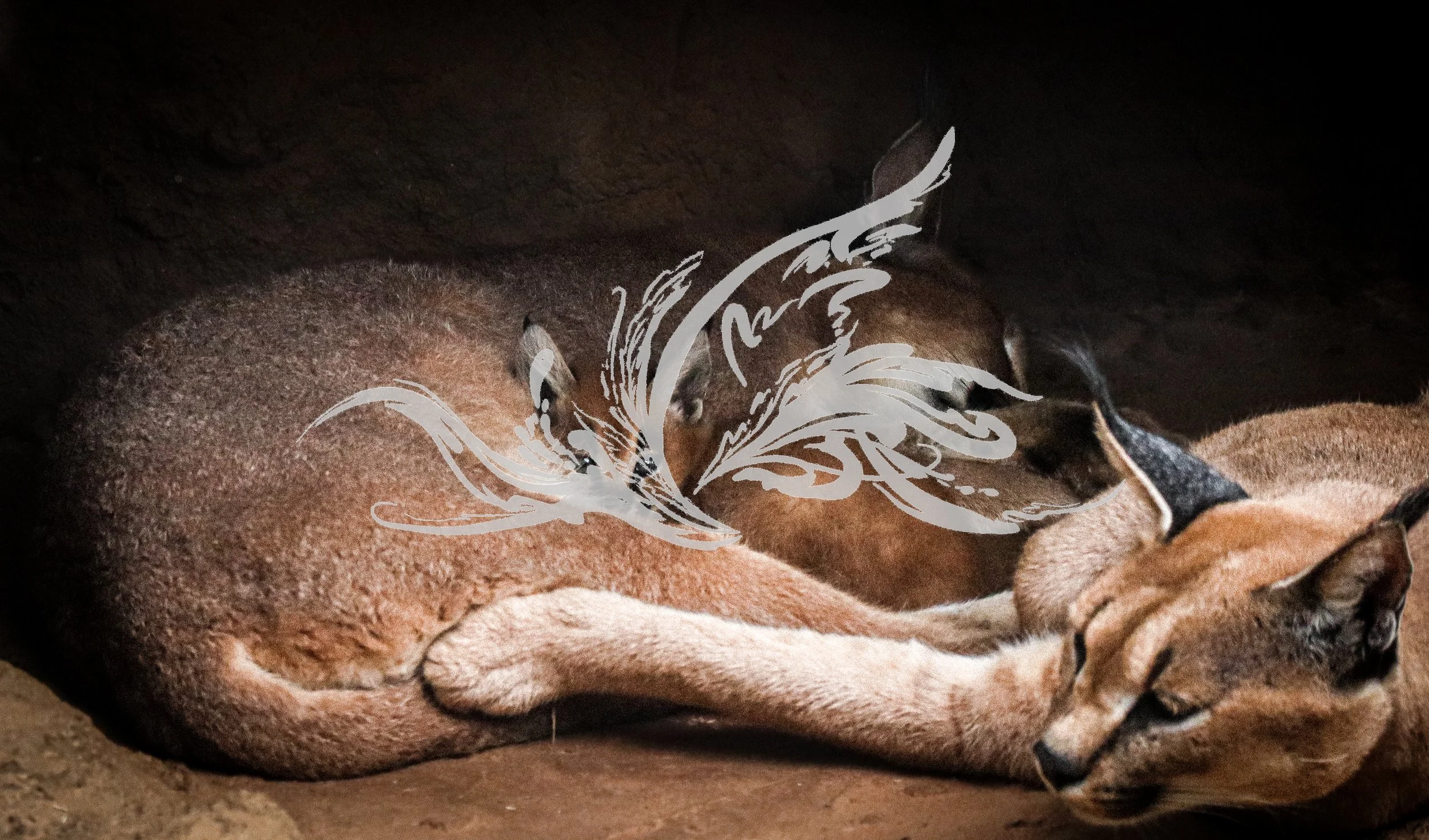 A close-up of two resting dogs, one tan and one darker, with a white decorative design overlay.