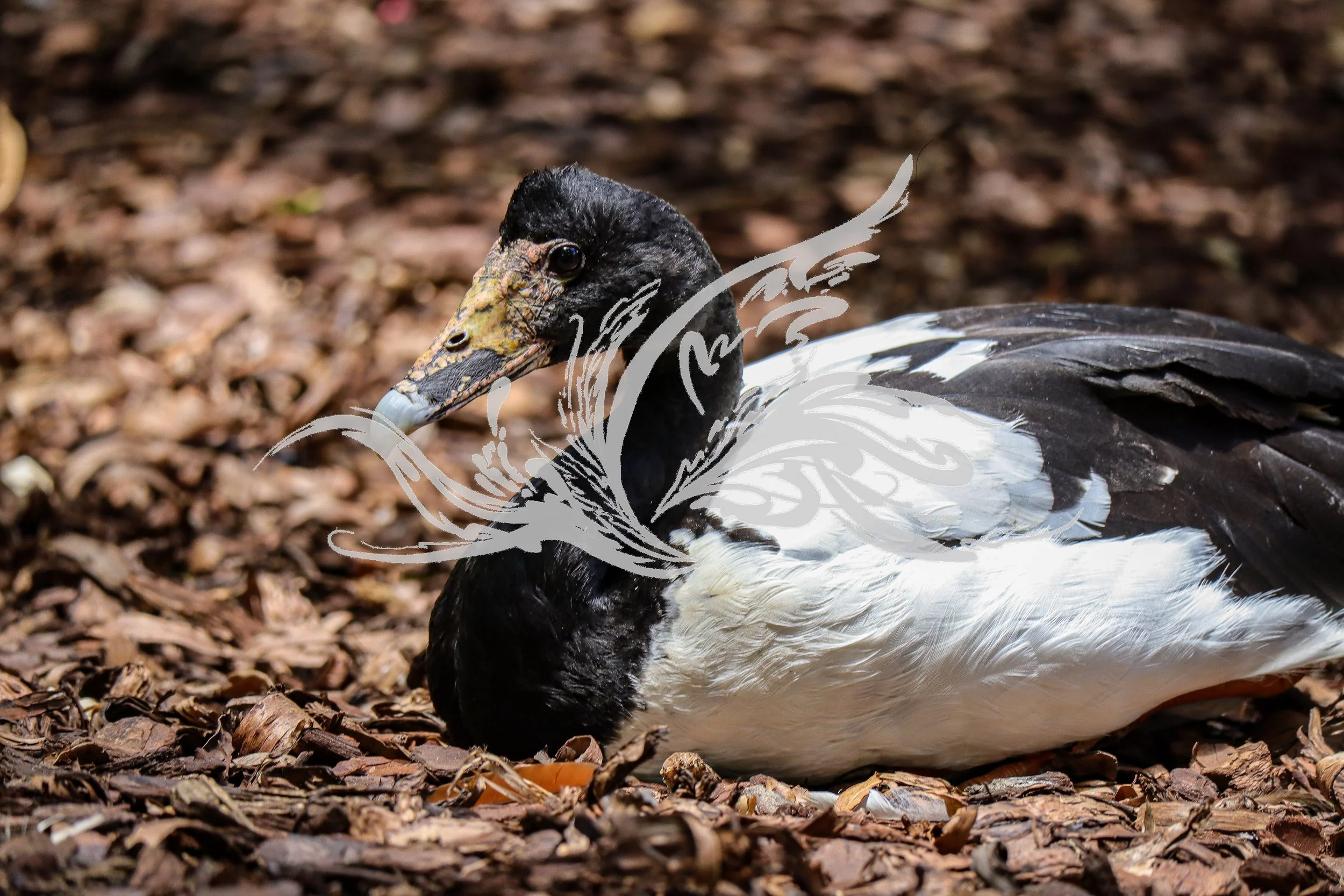 Close-up of a black and white duck lying on a bed of wood chips.