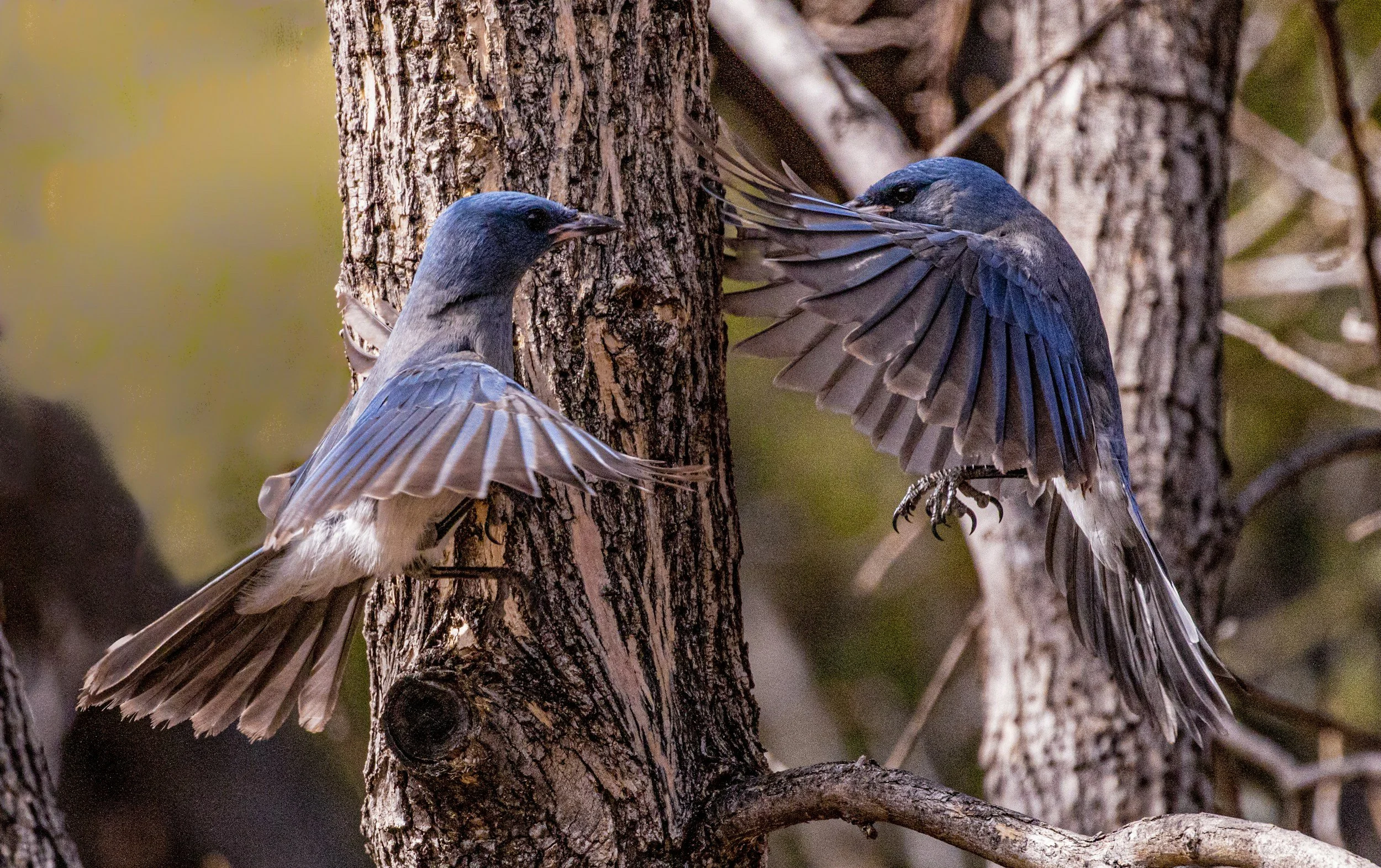 Two birds perched on a tree trunk, one with gray and blue feathers and the other with dark blue feathers, near a branch with greenery in the background.