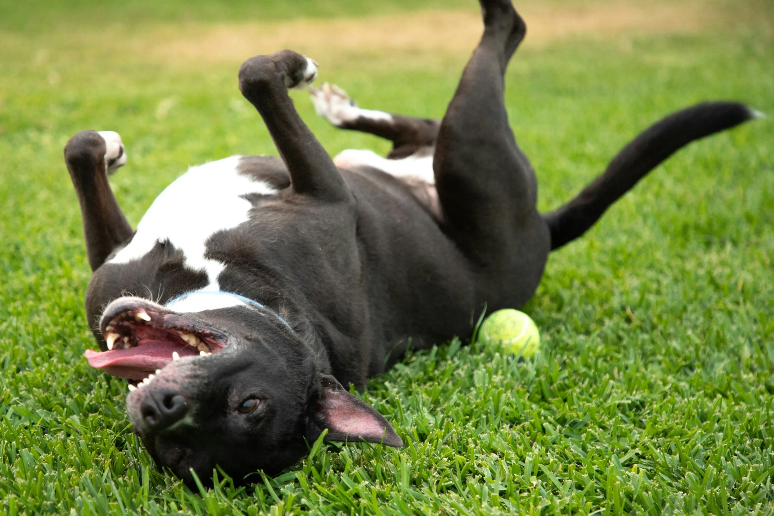 Dog rolling in a clean backyard