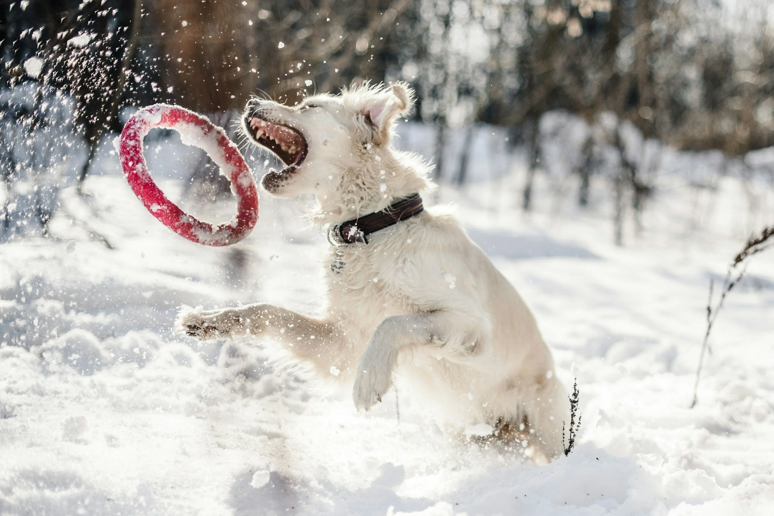 Dog playing in clean backyard during winter