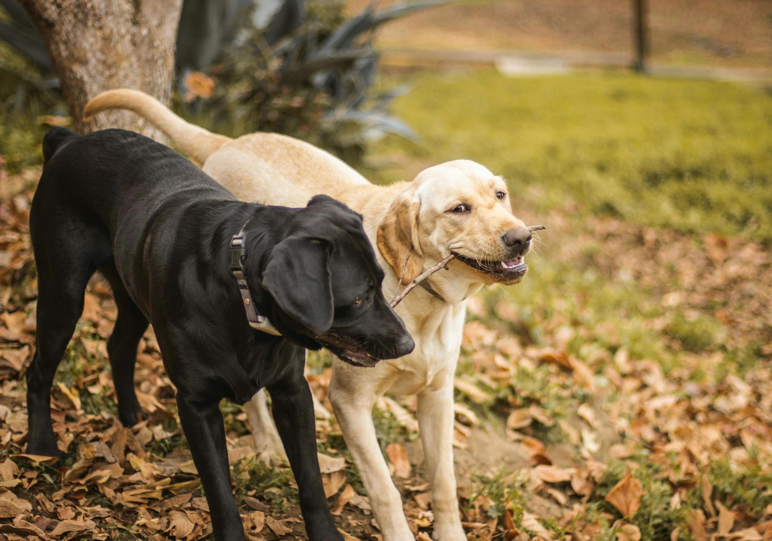 Dogs in clean backyard